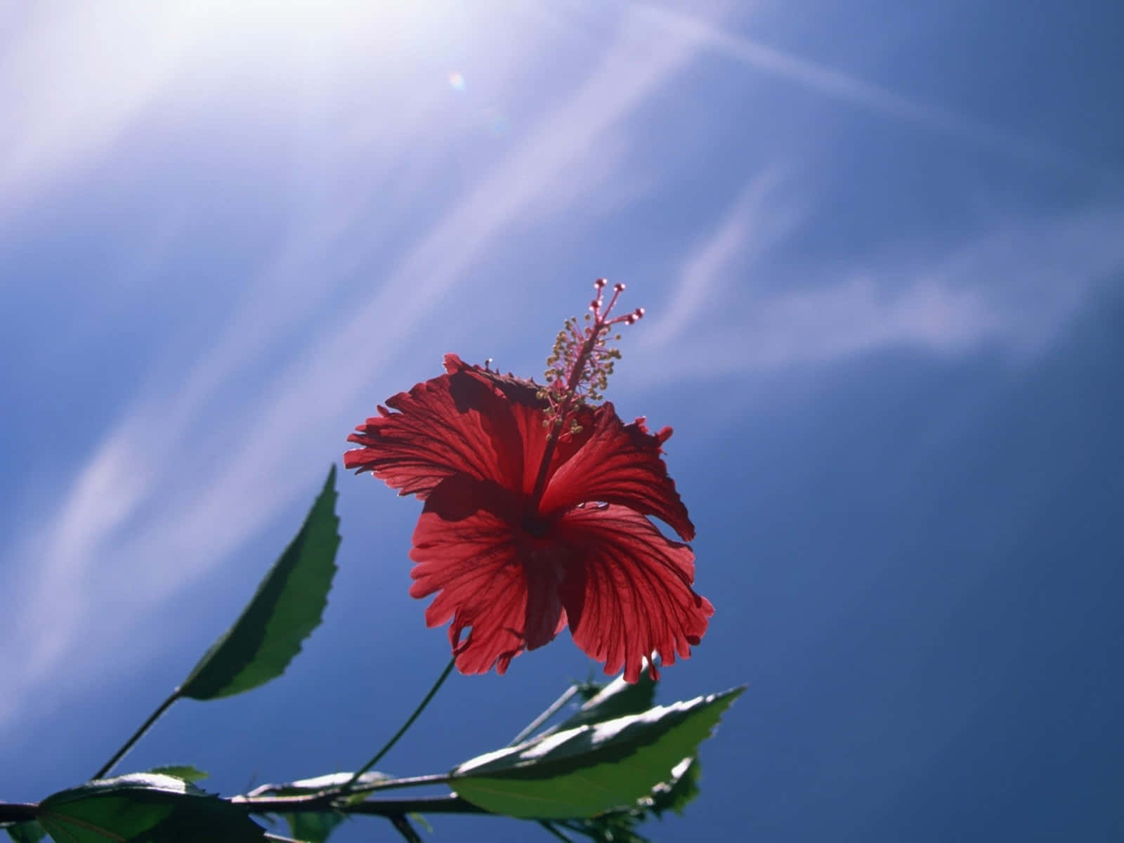 crimson hibiscus, vibrant red hibiscus, clear blue sky, HD Desktop Wallpaper