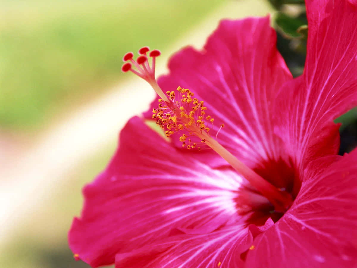 Hibiscus, vibrant pink, white streaks, SD Desktop Wallpaper