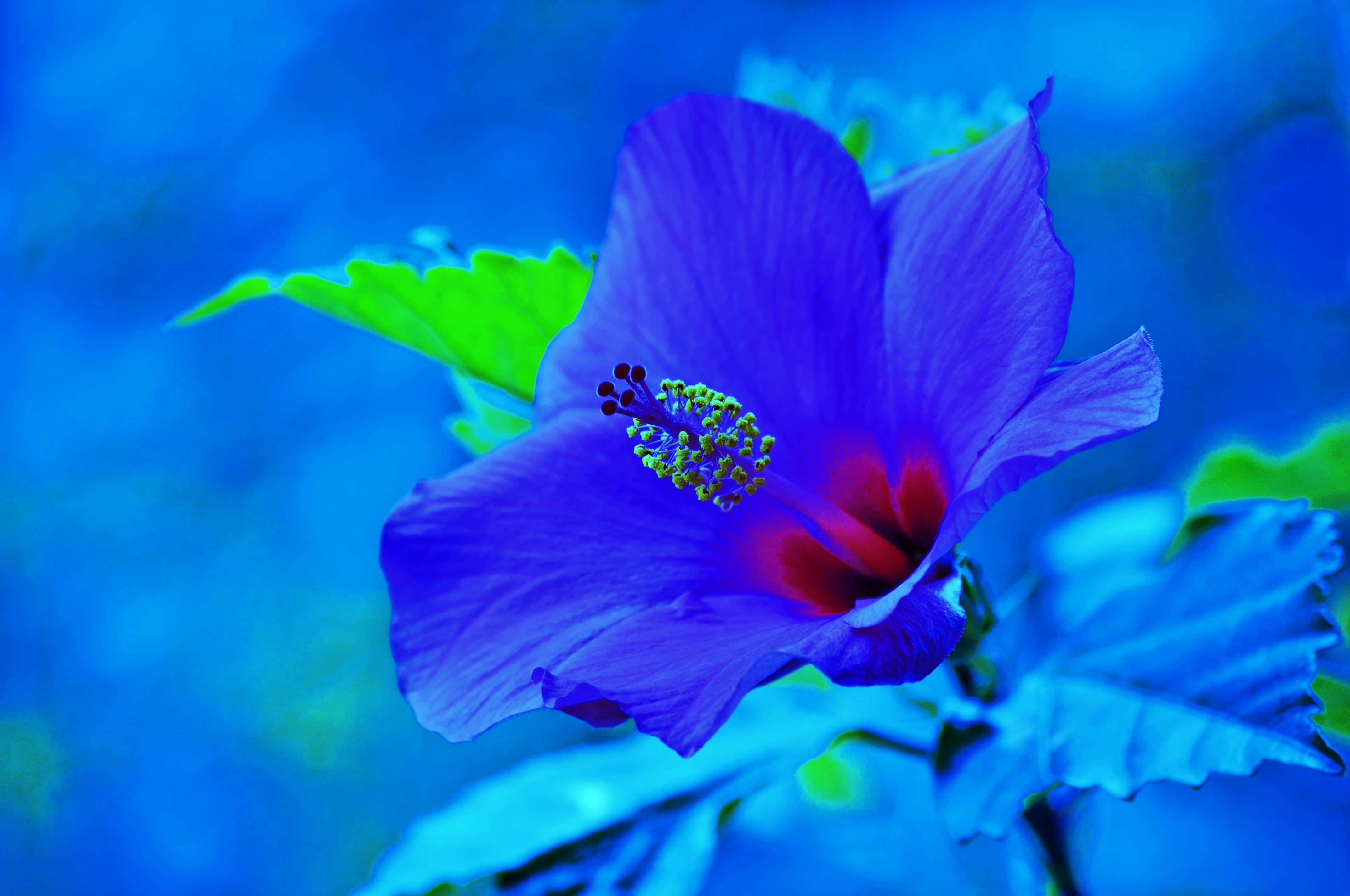 blue hibiscus flower, red center, cool blue blurred background, 4K Desktop Wallpaper