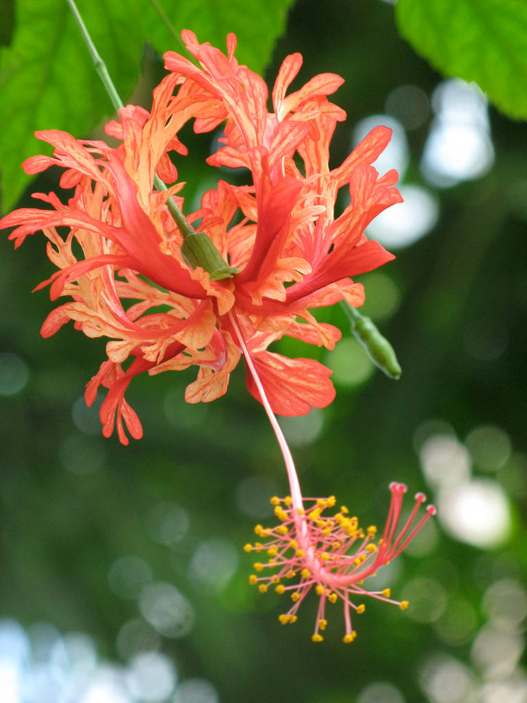 coral hibiscus flower, vibrant orange hibiscus flower, fringed petals, SD Phone Wallpaper