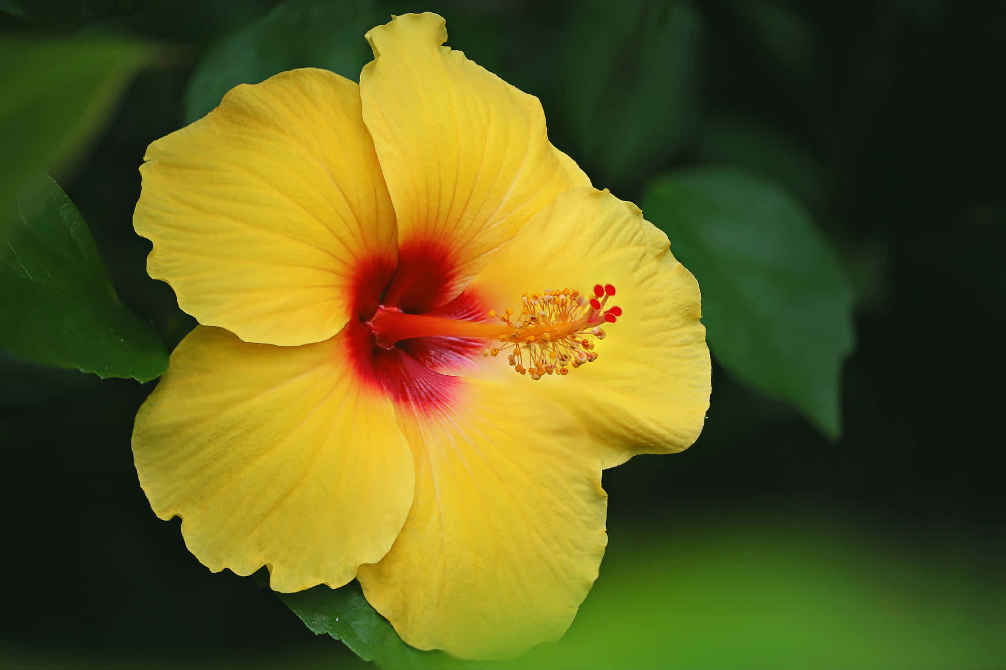 bright yellow hibiscus flower, deep red center, soft green leafy background, Full HD Desktop Wallpaper