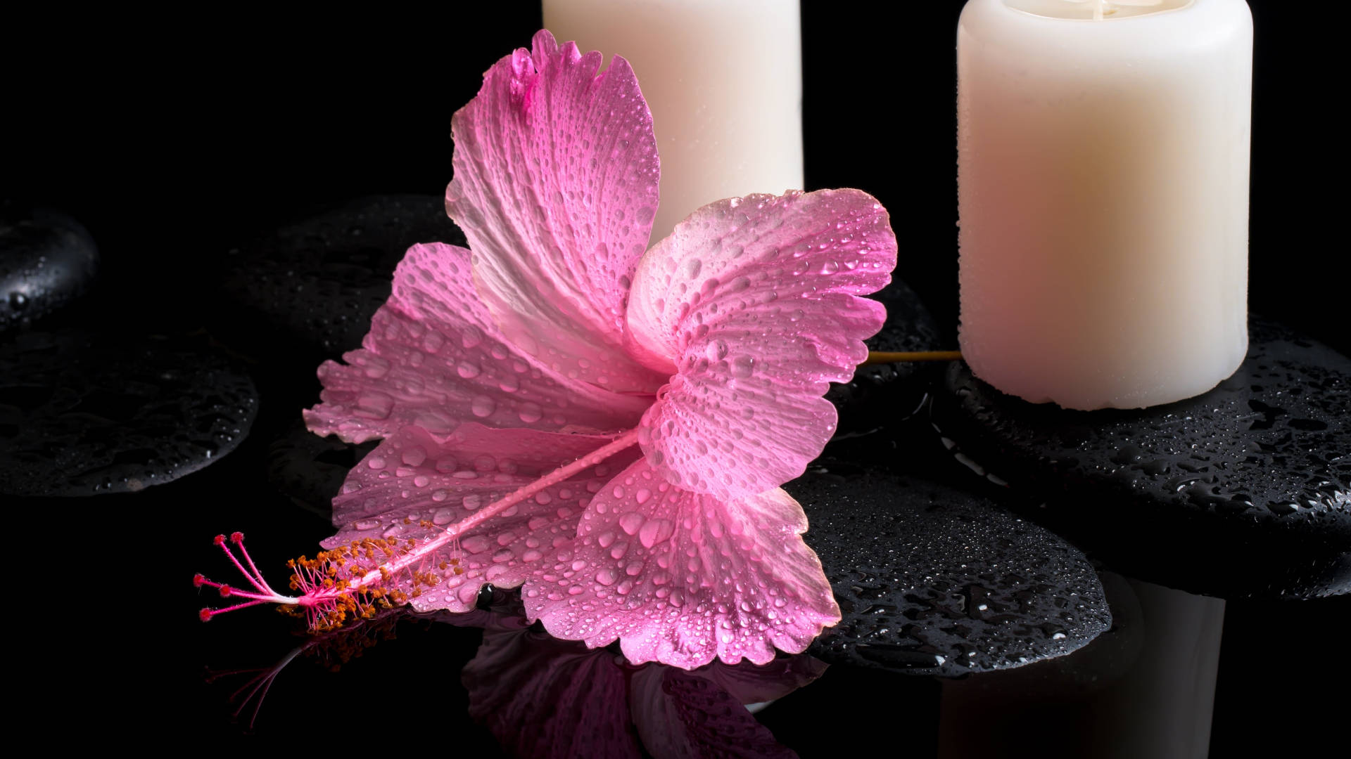 pink hibiscus flower, dew drops, wet black stones, Full HD Desktop Wallpaper