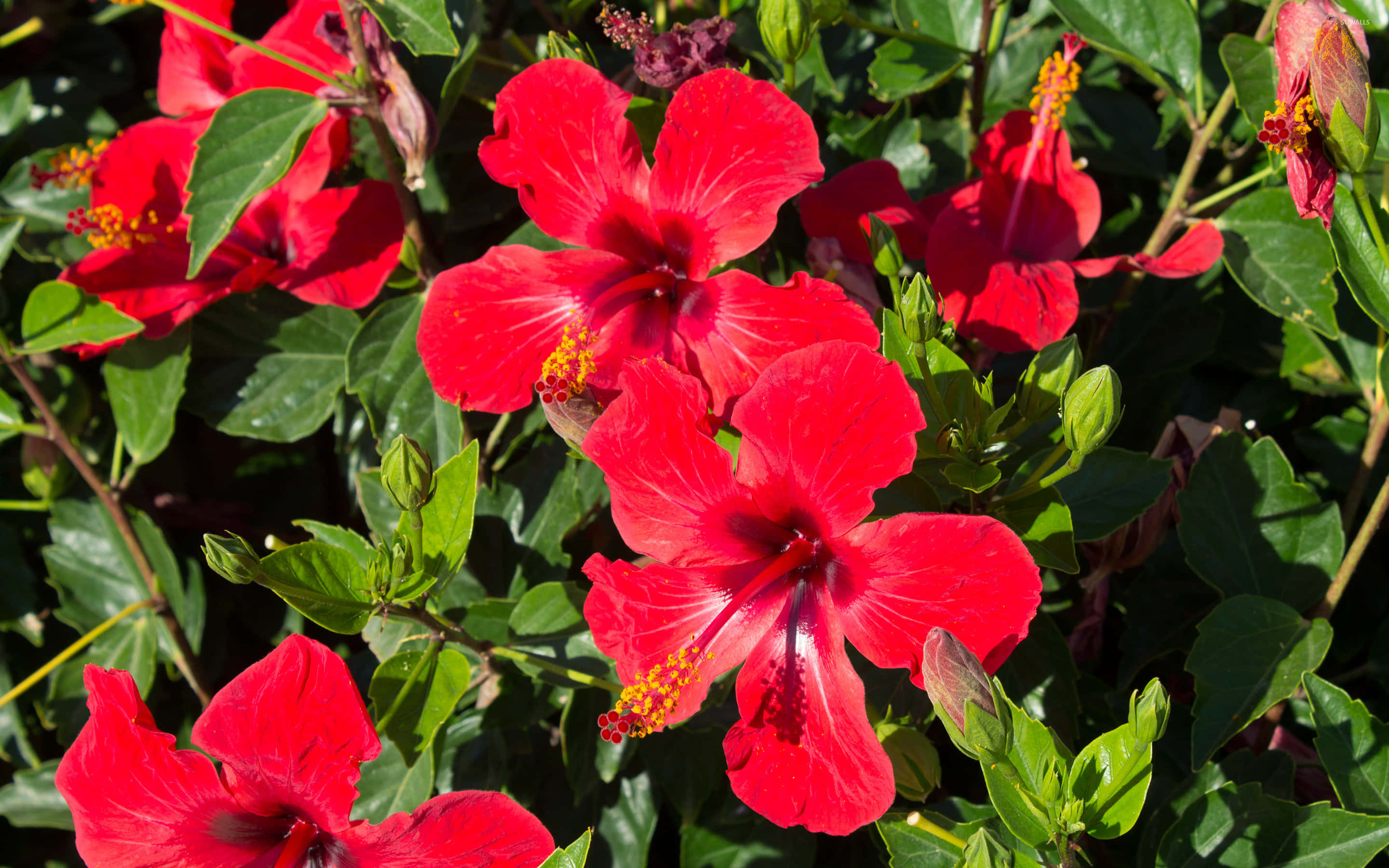 Hibiscus, red hibiscus flowers, lush green leaves, 2K Desktop Wallpaper