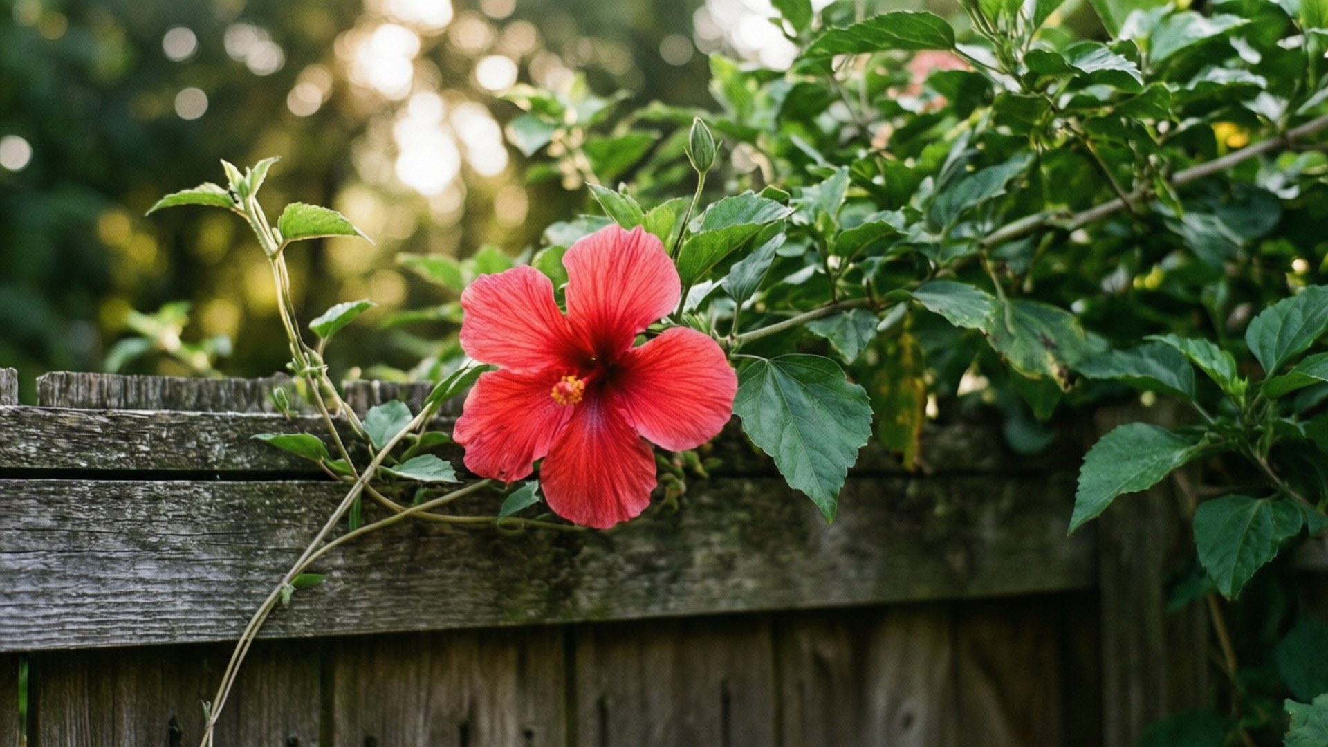 Garden Vine Hibiscus, vibrant red hibiscus, weathered wooden fence, Full HD Desktop Wallpaper