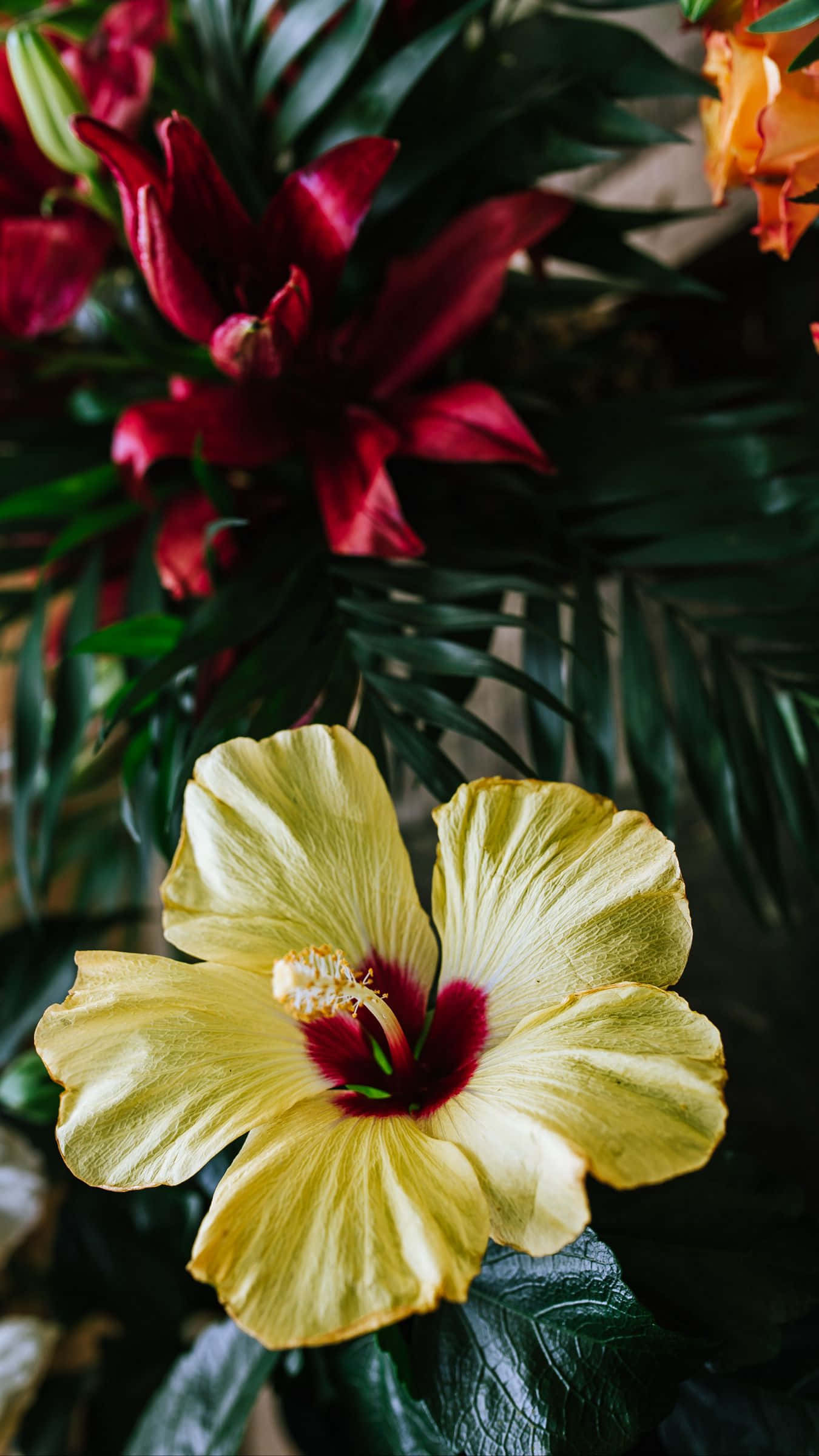 yellow hibiscus, deep red center, dark green tropical leaves, Full HD Phone Wallpaper