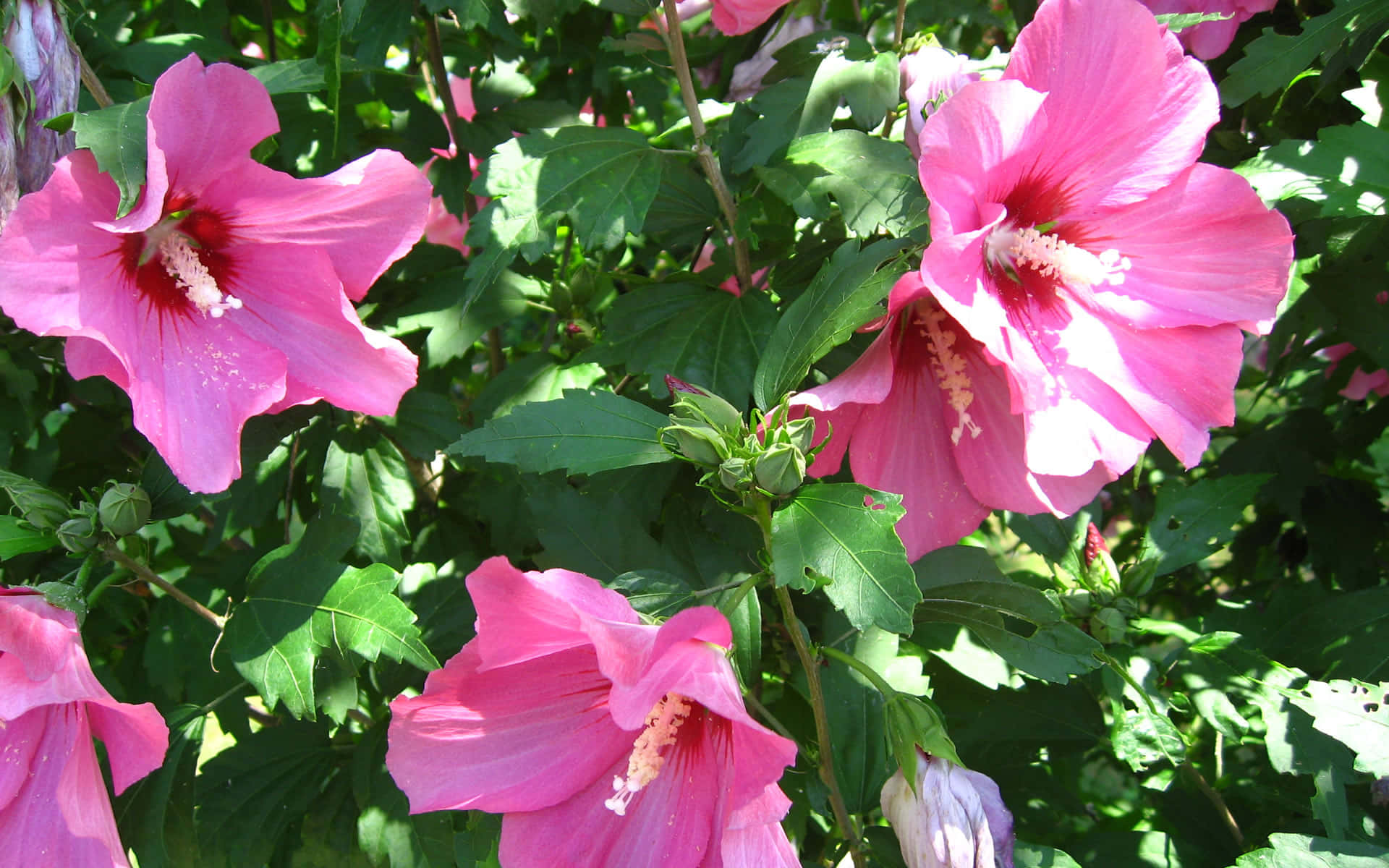 enormous pink hibiscus flower, vibrant pink hibiscus, lush green foliage, Full HD Desktop Wallpaper