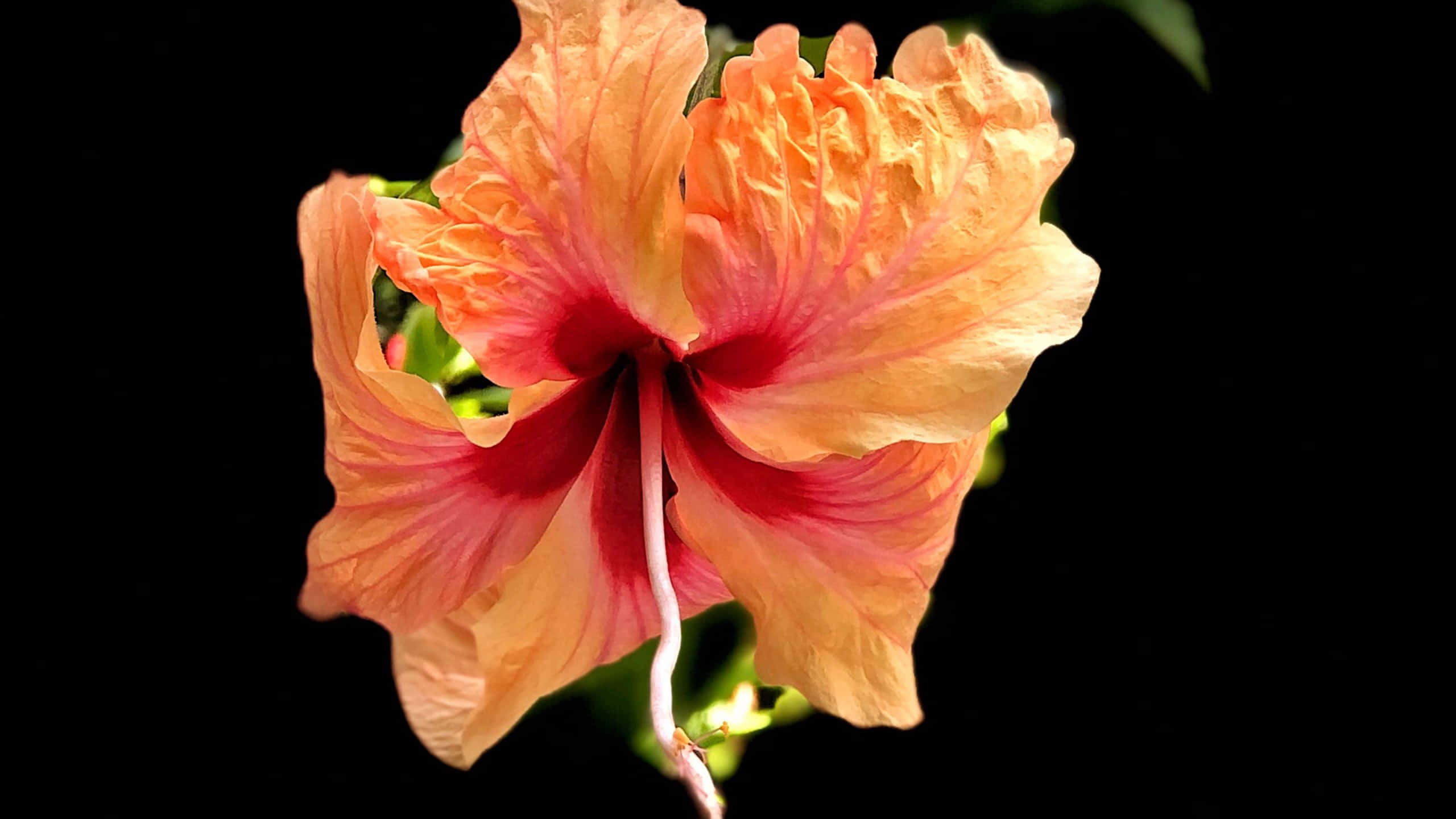 Hawaiian hibiscus flower, orange hibiscus, peach petals, 2K Desktop Wallpaper