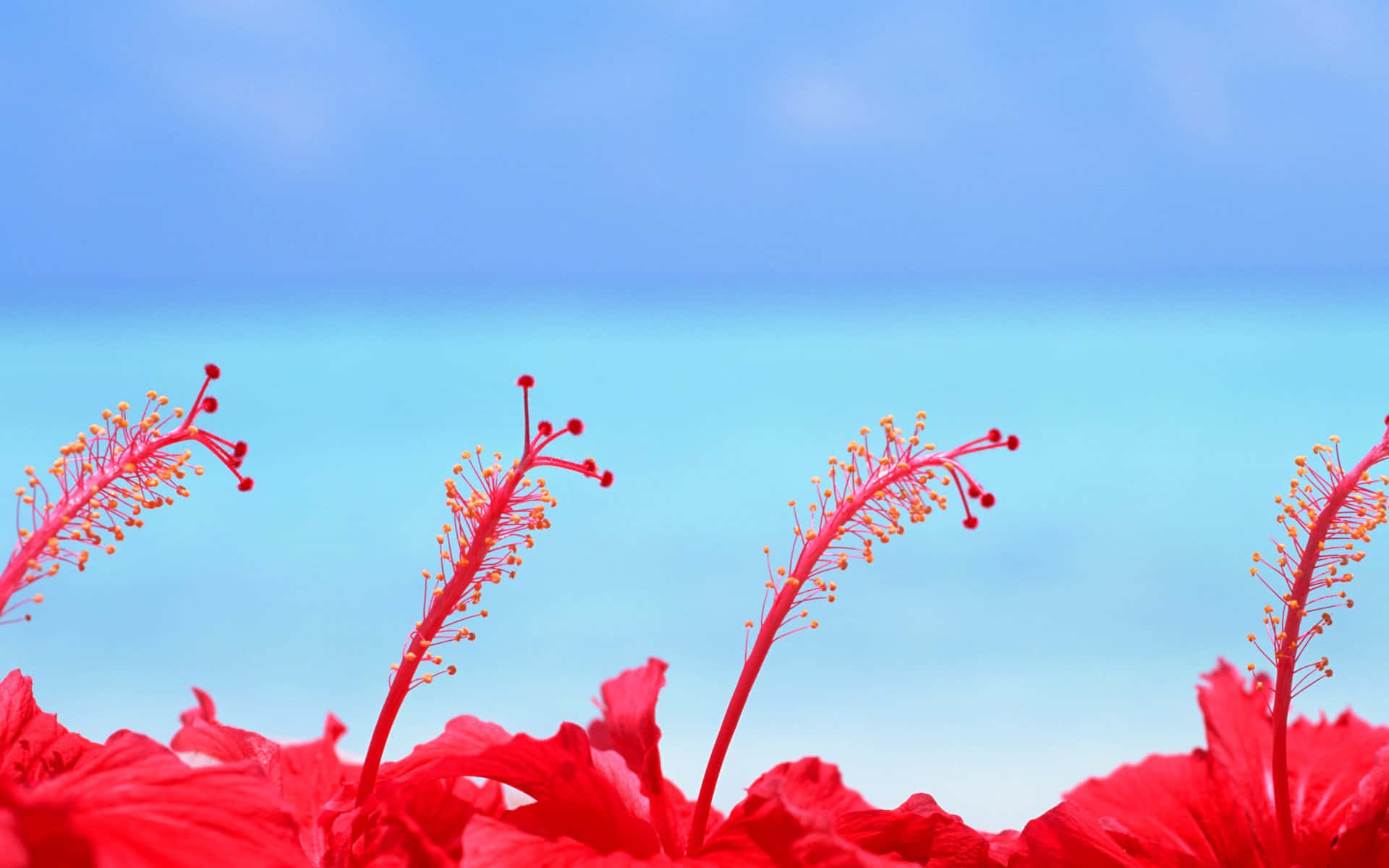 four red hibiscus flower, delicate stamens, serene turquoise ocean, Full HD Desktop Wallpaper