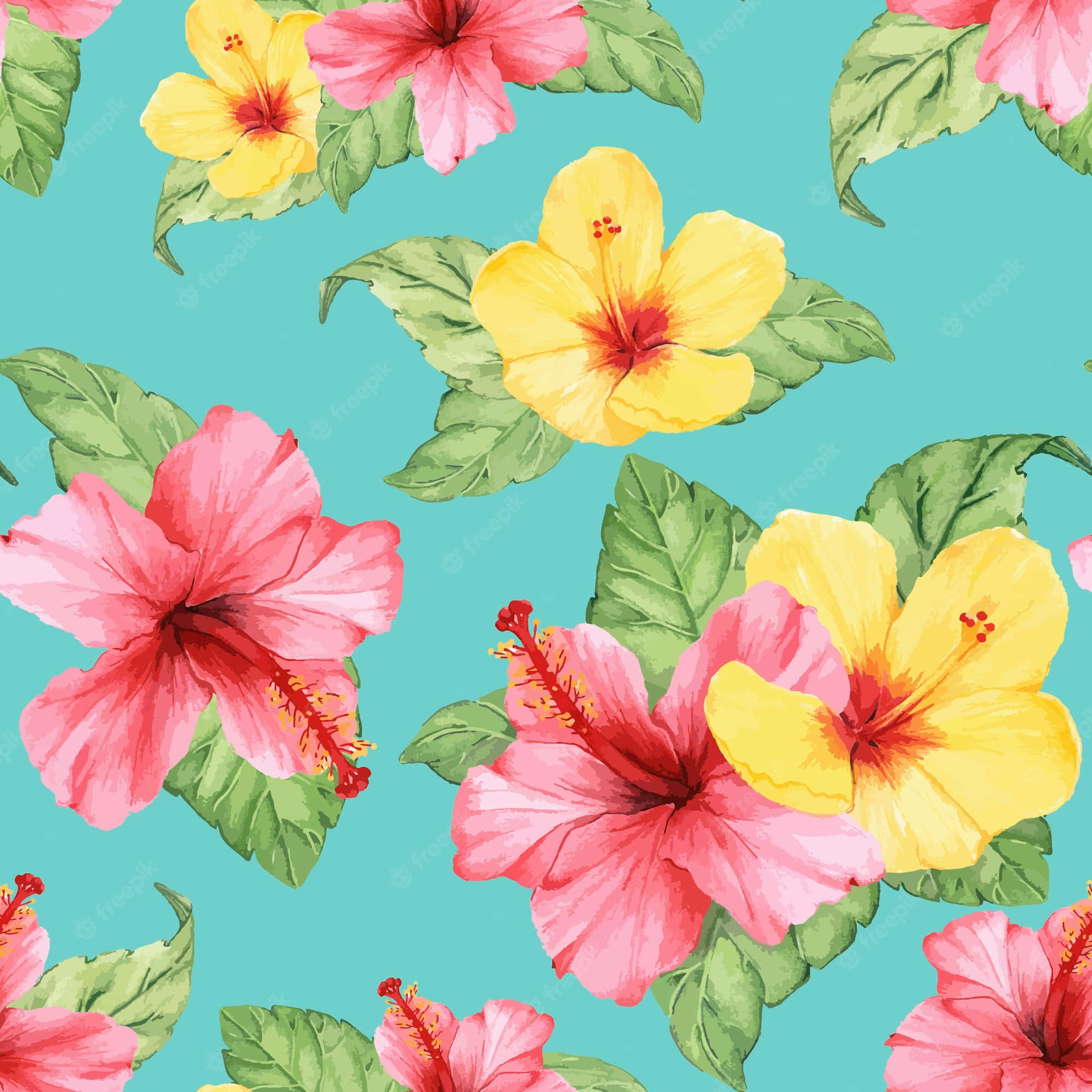 hibiscus flowers, pink, yellow, Full HD Desktop Wallpaper