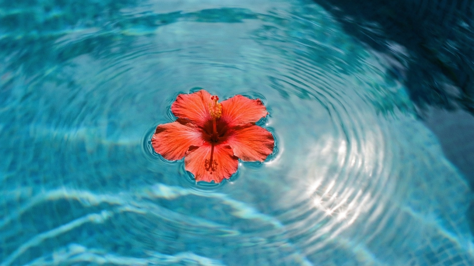 pool hibiscus float, vibrant red hibiscus flower, clear turquoise water, Full HD Desktop Wallpaper