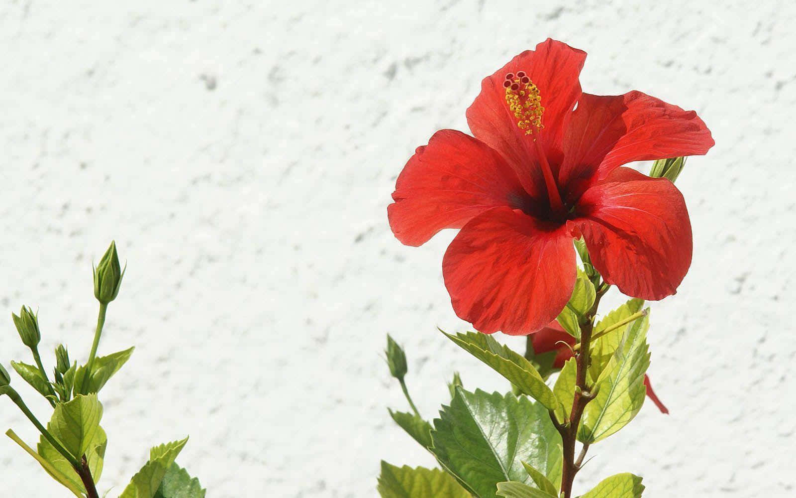 hibiscus flower, vibrant red, bright white textured wall, HD Desktop Wallpaper