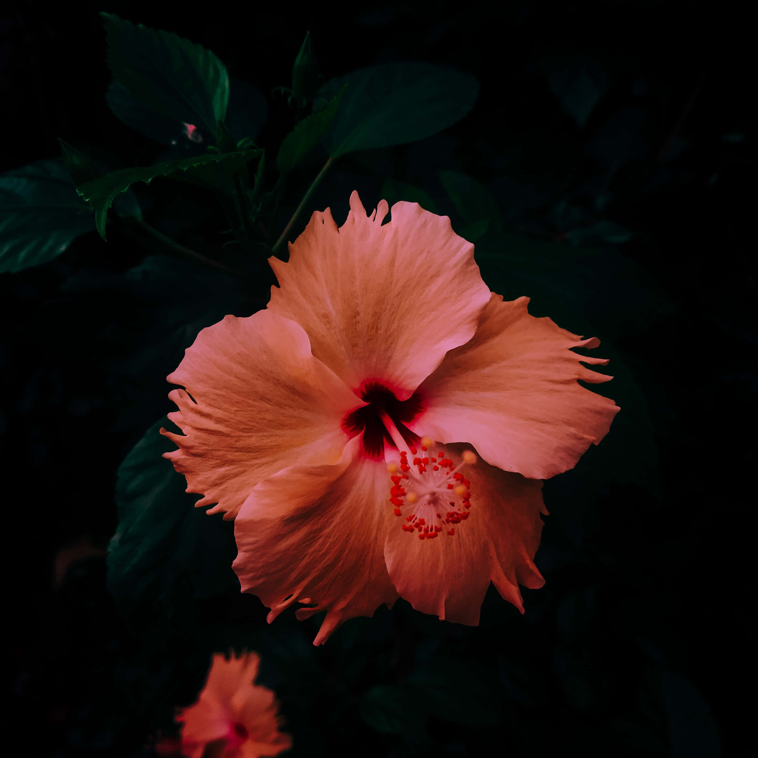 peach hibiscus flower, deep red center, dark background, 2K Desktop Wallpaper