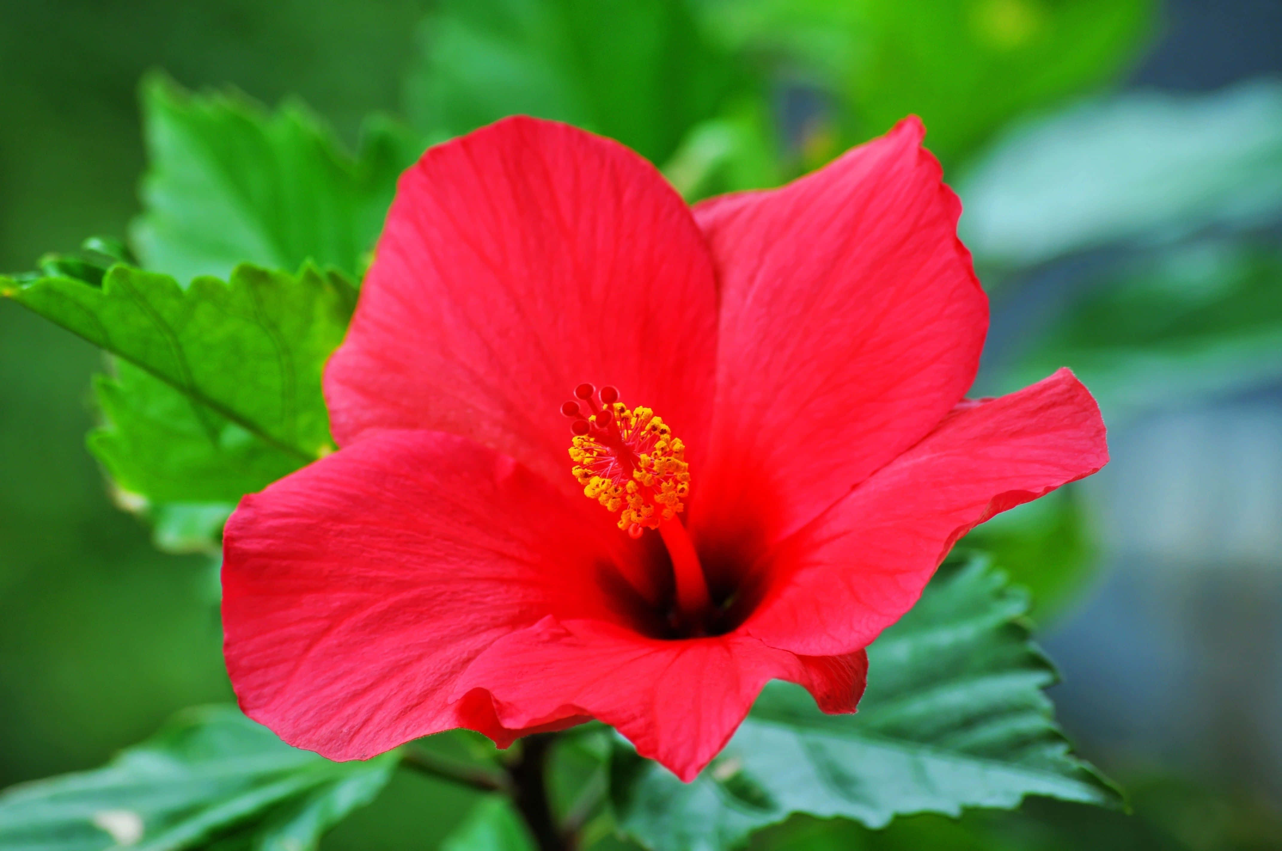 red hibiscus flower, yellow stamen, lush green foliage, 4K Desktop Wallpaper