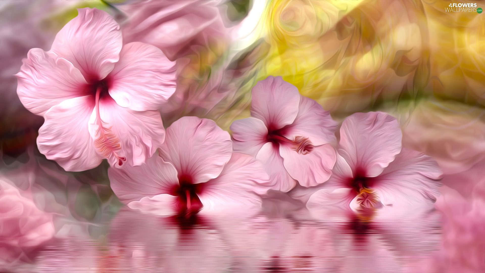 vibrant pink hibiscus flower, soft pink hibiscus flowers, deep red centers, Full HD Desktop Wallpaper