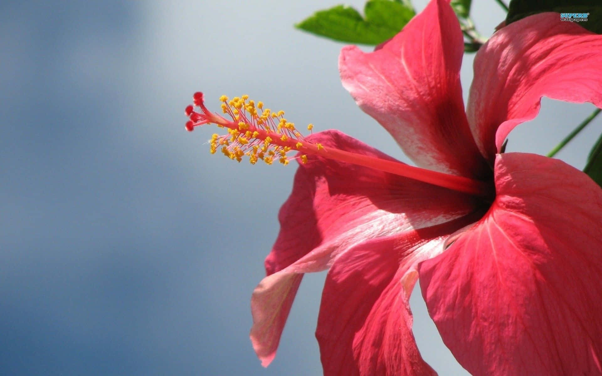 red hibiscus flower, yellow stamens, soft blue sky background, Full HD Desktop Wallpaper