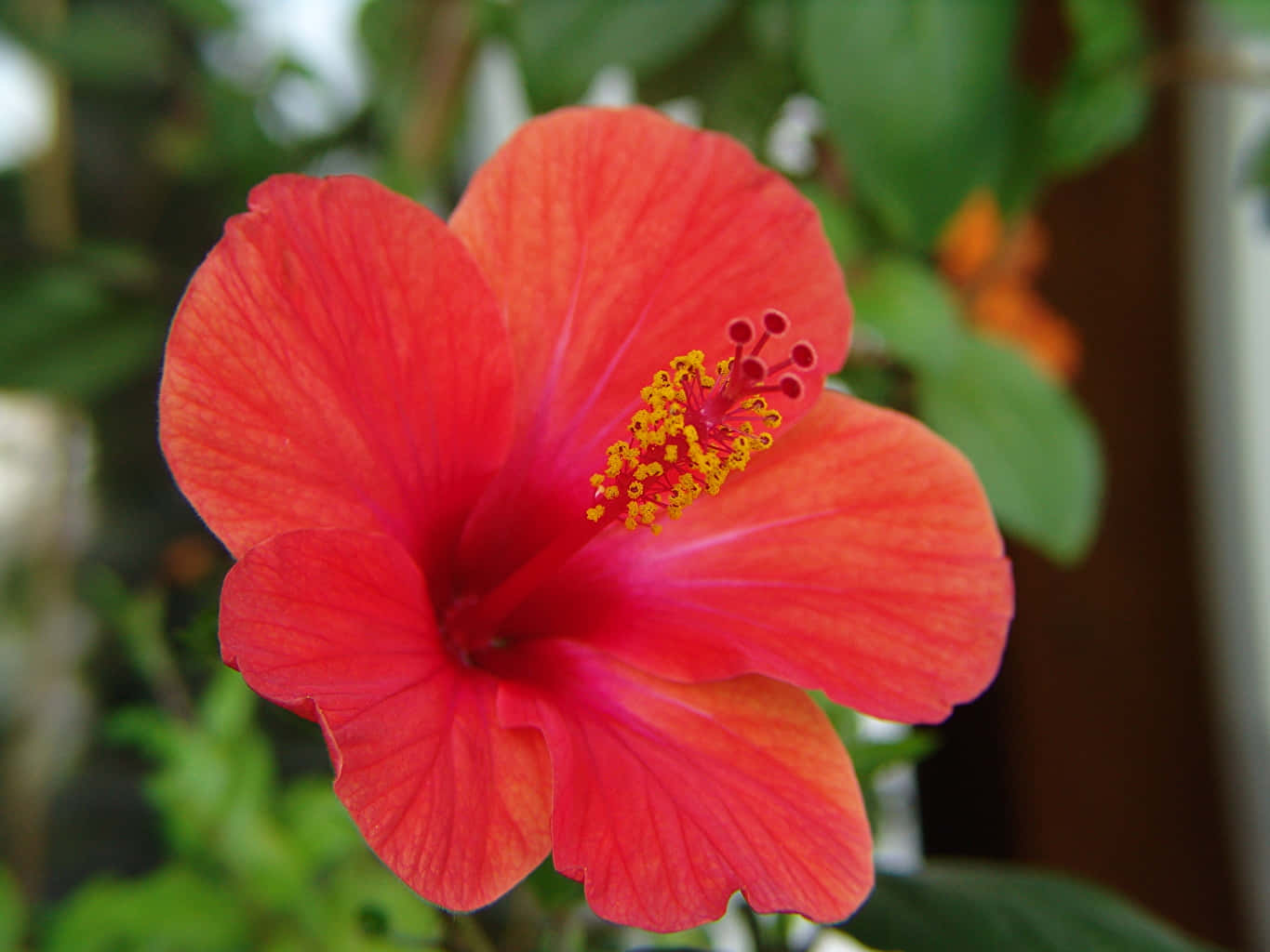 orange hibiscus flower, vibrant red hibiscus flower, yellow stamens, HD Desktop Wallpaper