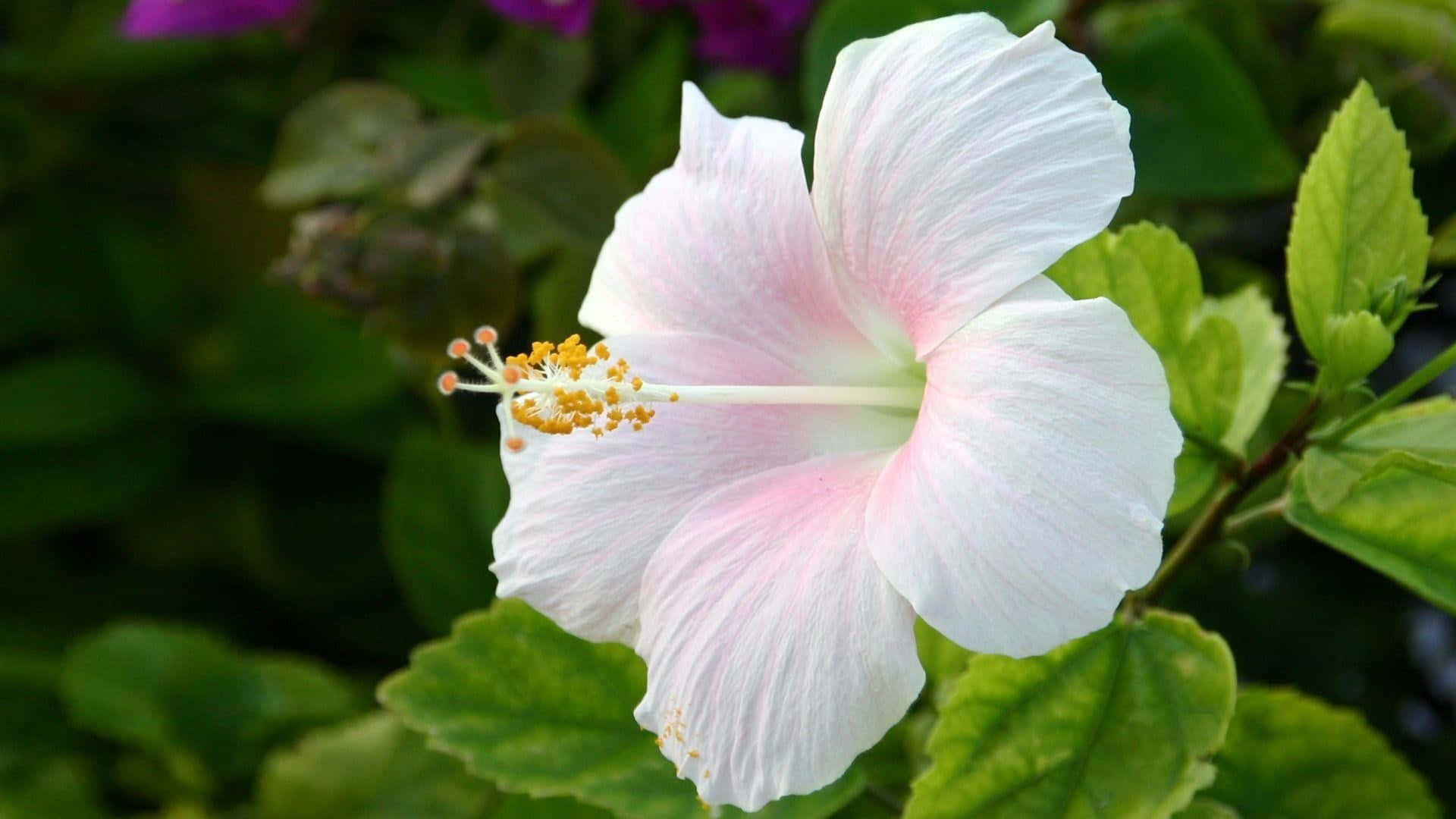 white hibiscus, pink blush, yellow stamens, Full HD Desktop Wallpaper