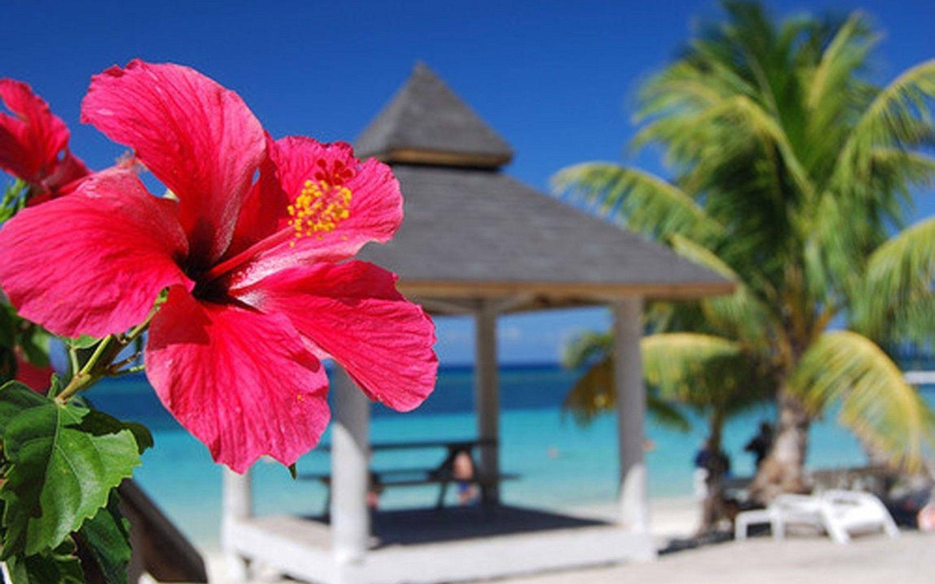 Hibiscus, pink hibiscus flower, tropical beach gazebo, Full HD Desktop Wallpaper