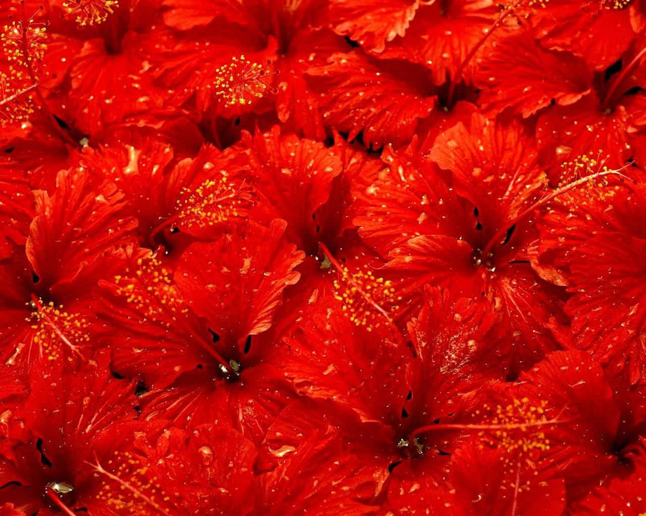 lovely red hibiscus flower, vibrant red hibiscus, golden stamens, HD Desktop Wallpaper