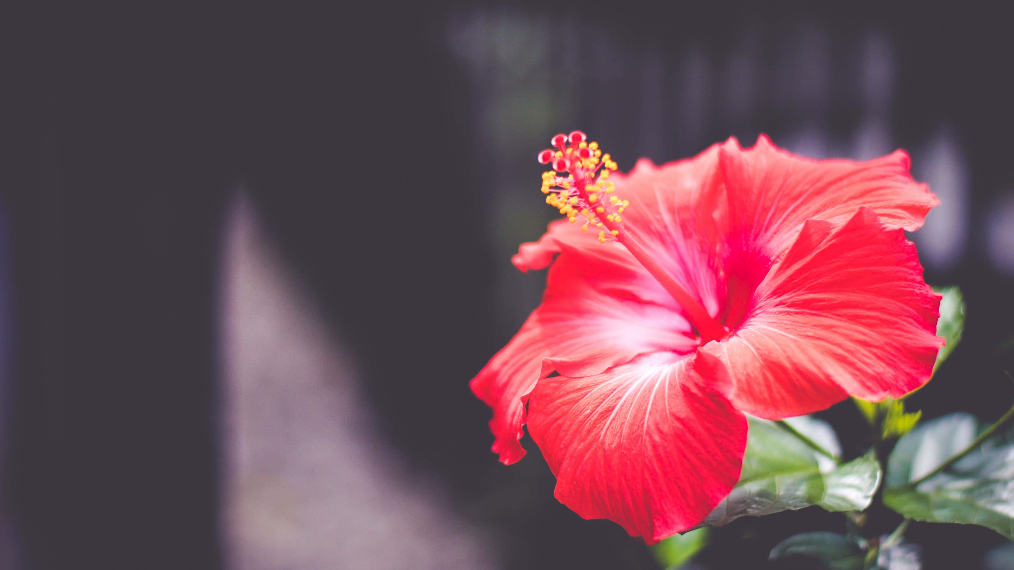 bright red hibiscus blossom, full bloom, yellow stamen, 4K Desktop Wallpaper