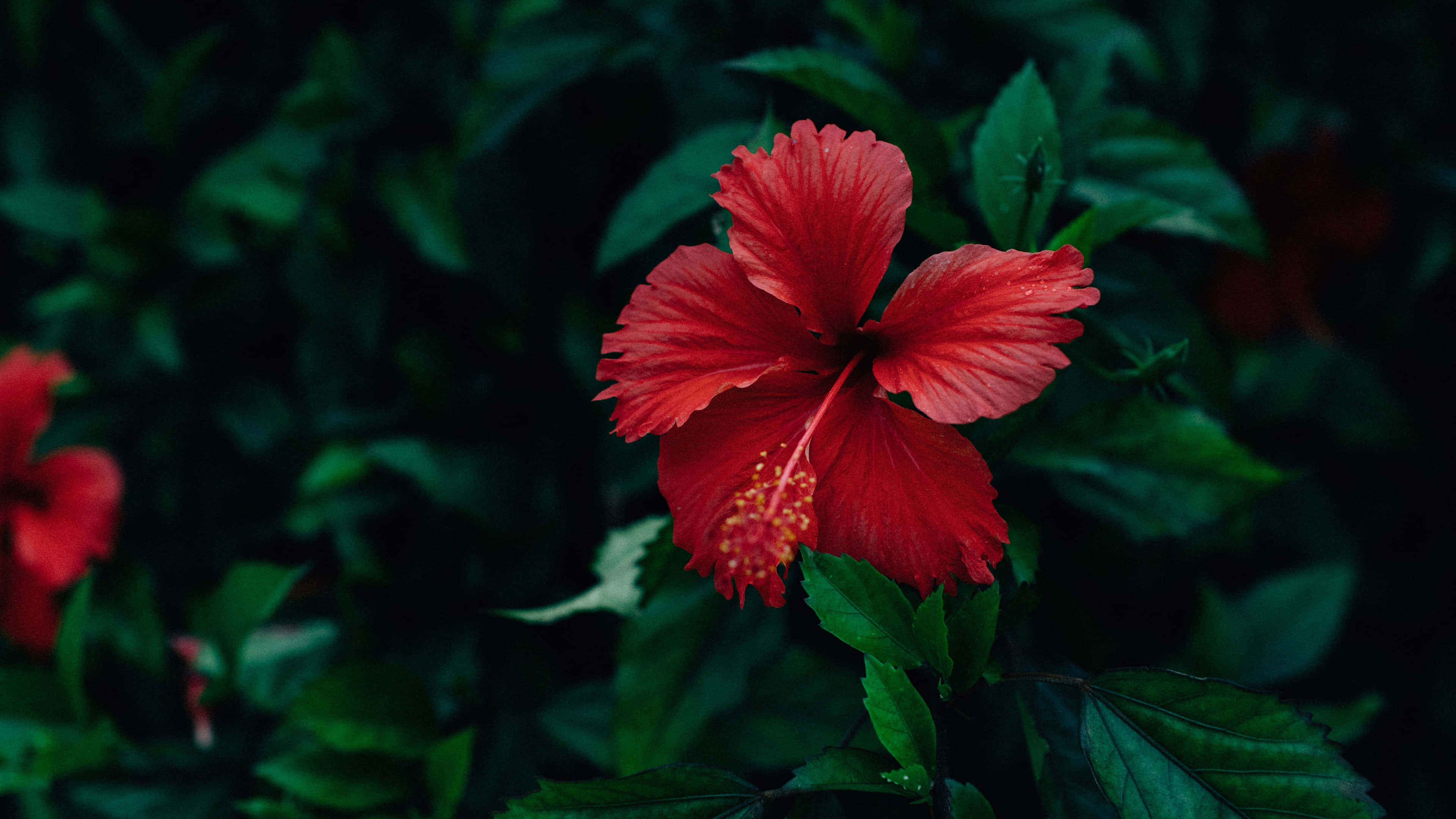 cool red hibiscus flower, vivid red hibiscus flower, dark green leafy background, 4K Desktop Wallpaper