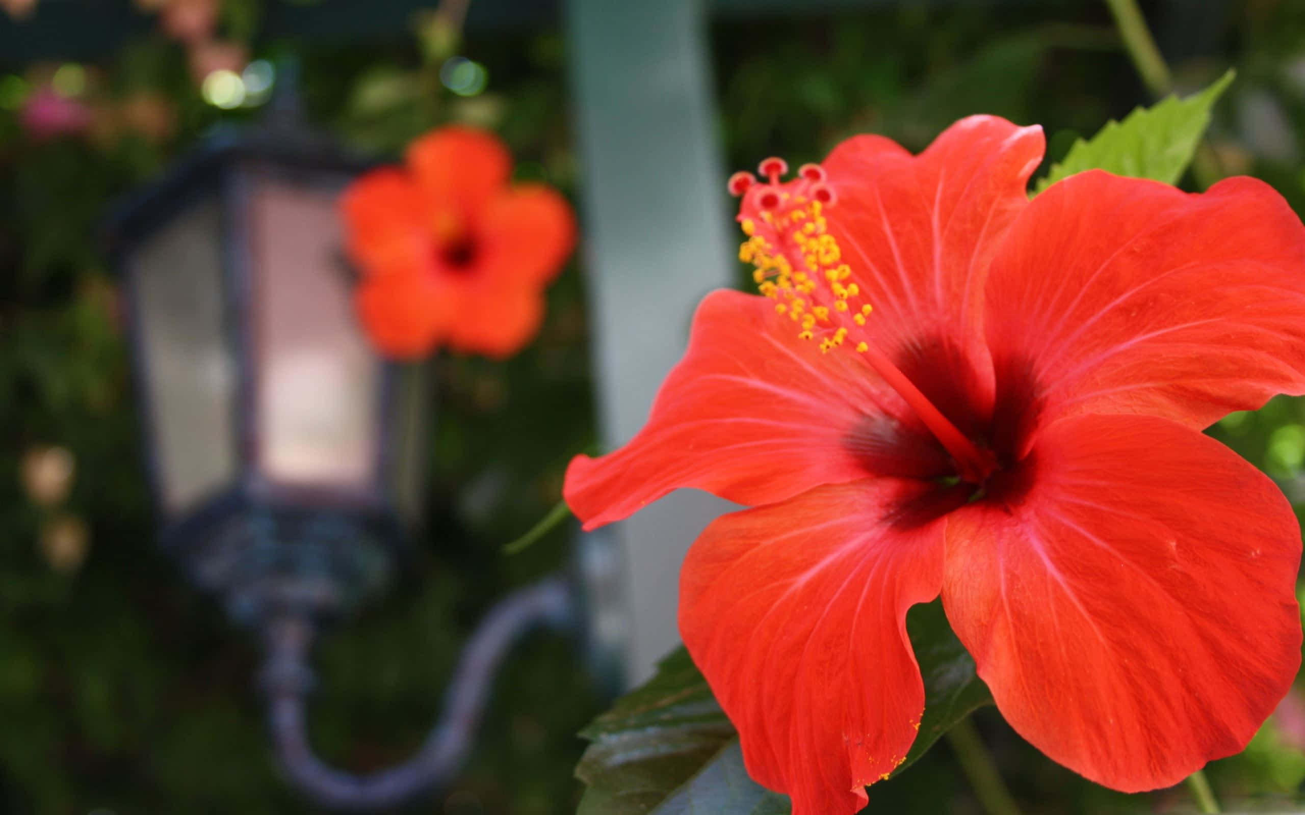 orange hibiscus flower, vintage lantern, green foliage, 2K Desktop Wallpaper