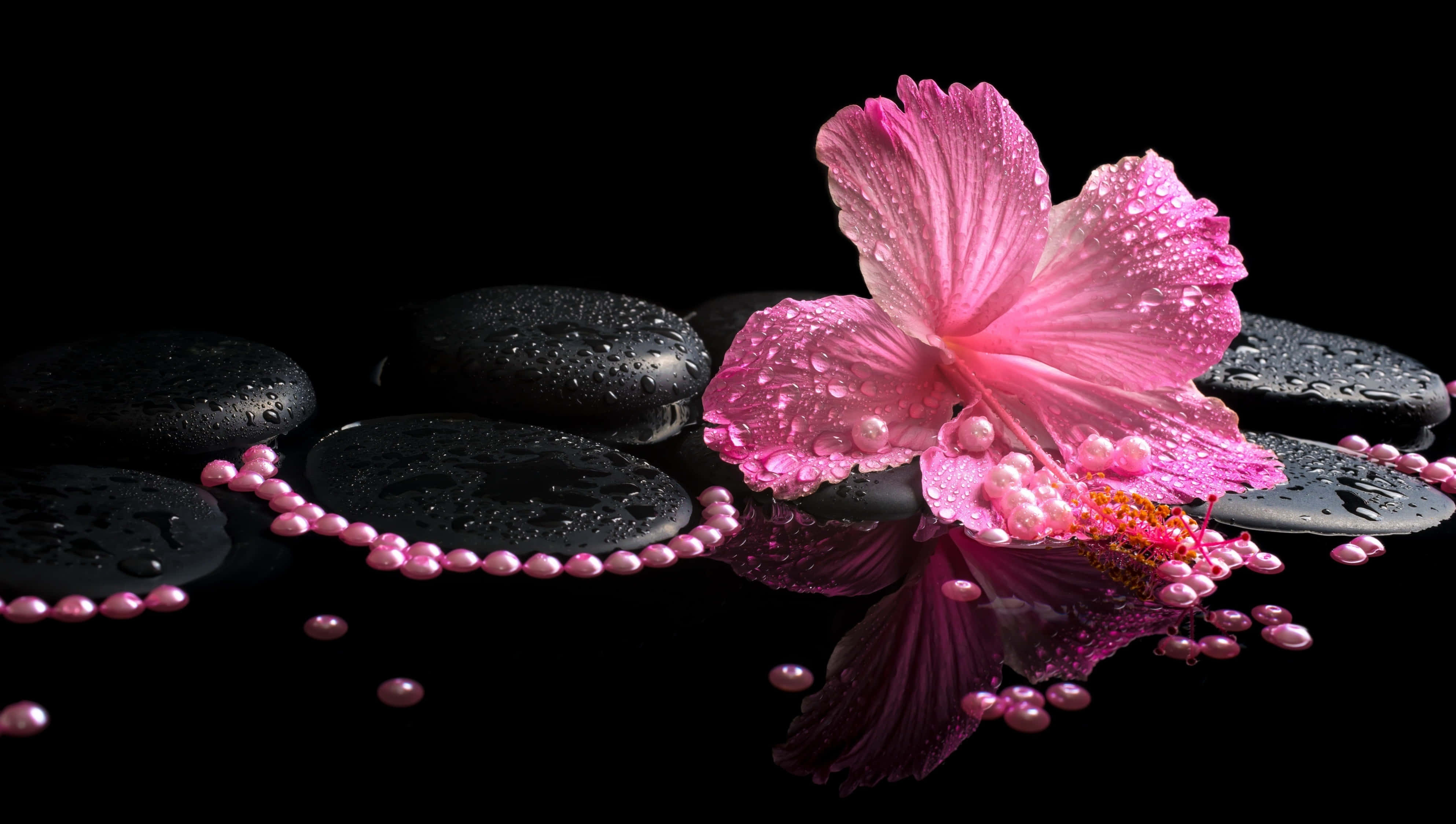 hibiscus, vibrant pink hibiscus, dew drops, 4K Desktop Wallpaper