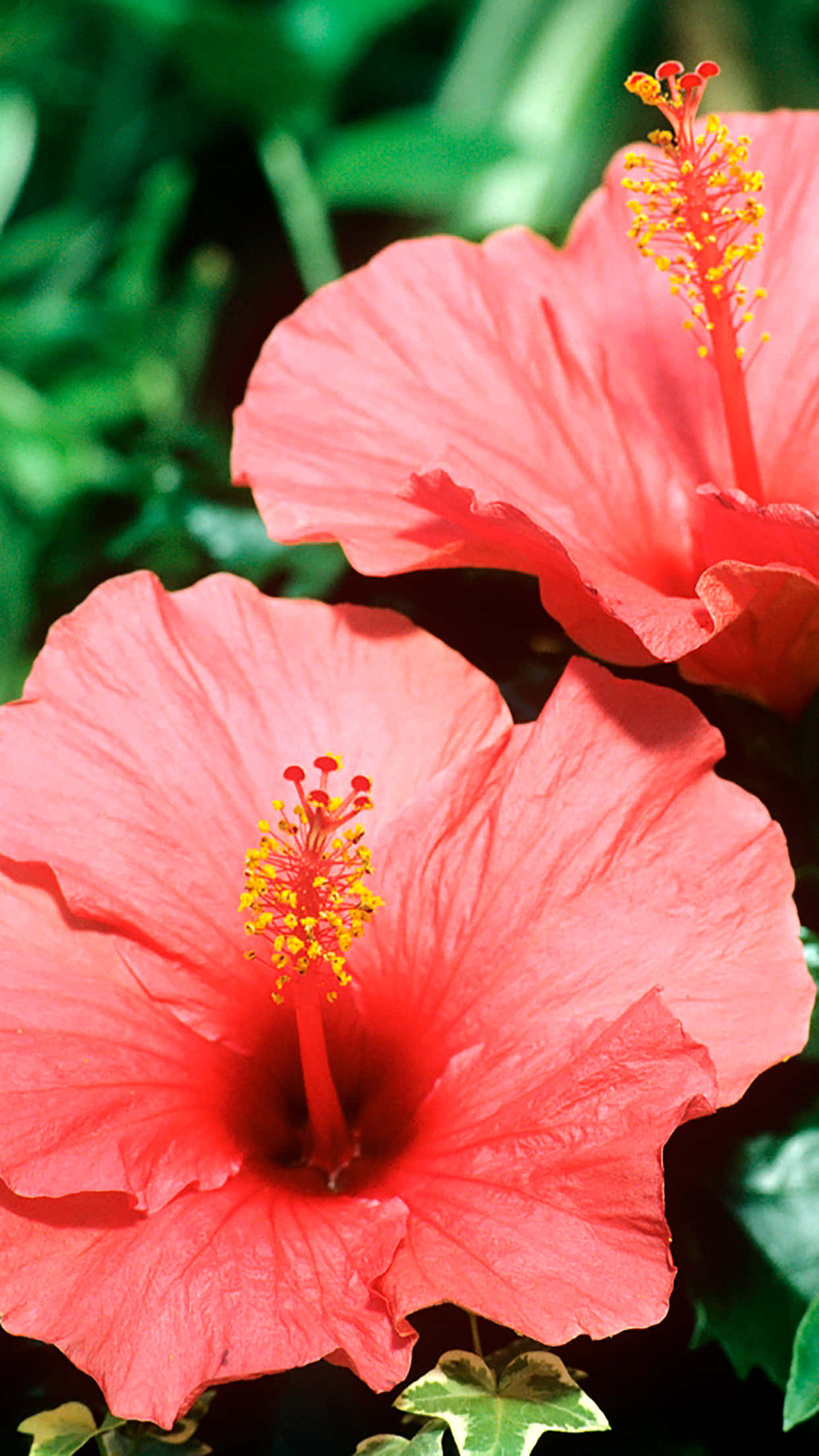 pink hibiscus flower, coral hibiscus, yellow stamens, Full HD Phone Wallpaper