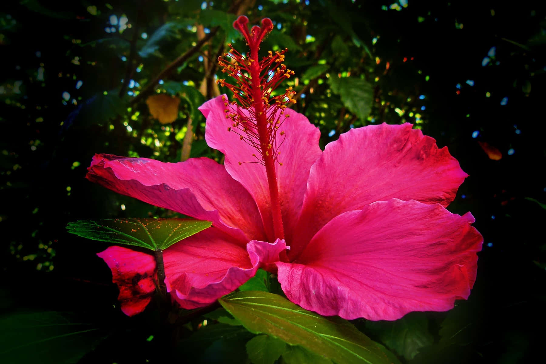 pink hibiscus flower, vibrant pink, dark green leafy background, HD Desktop Wallpaper