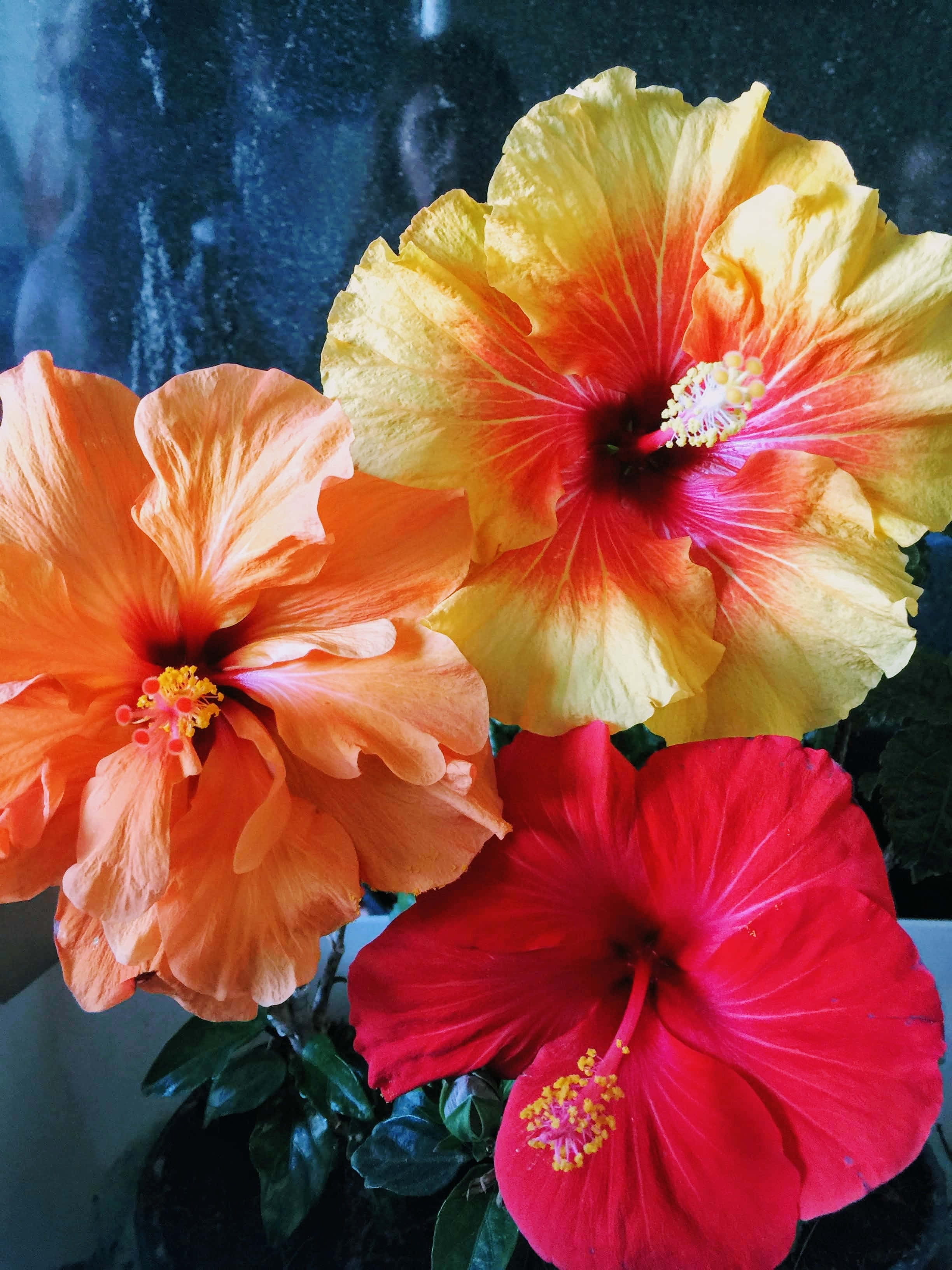 Hibiscus, orange yellow, red, 2K Phone Wallpaper