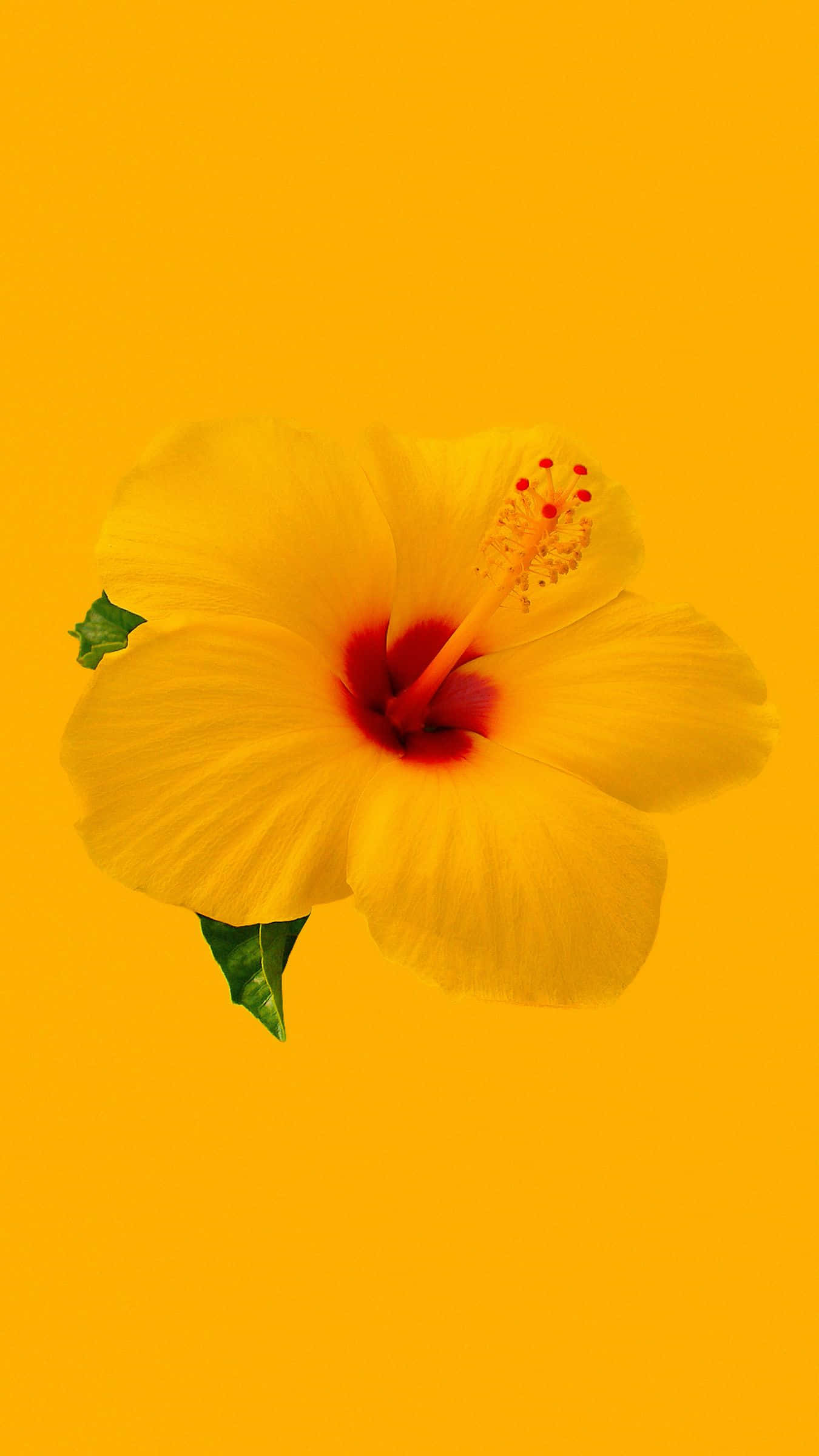 bright yellow hibiscus flower, vibrant yellow hibiscus flower, red center, Full HD Phone Wallpaper