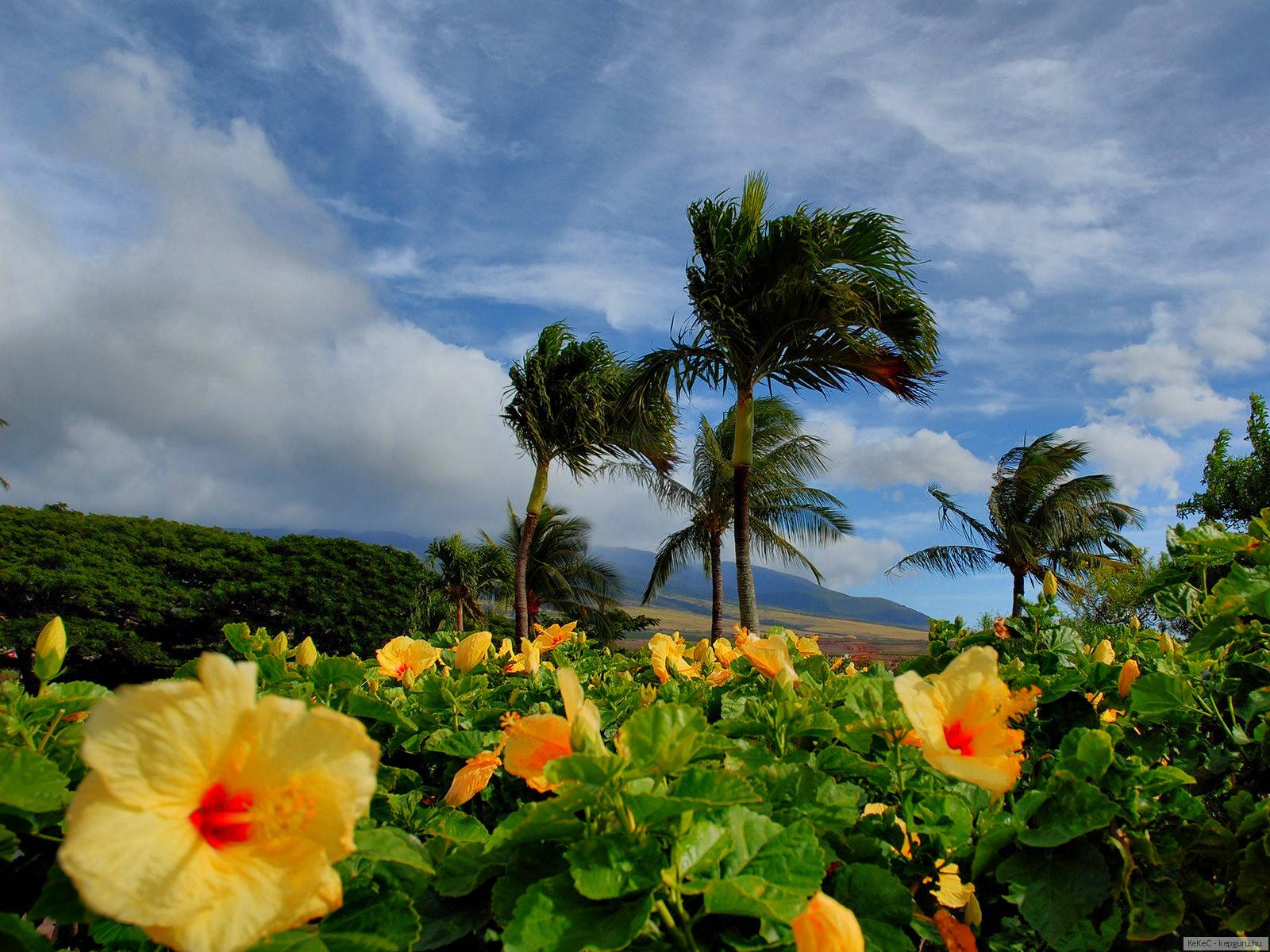 Hibiscus flower field, vibrant yellow hibiscus flowers, palm trees, HD Desktop Wallpaper