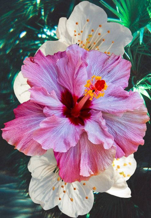 color changing hibiscus, vibrant pink hibiscus, deep red center, SD Phone Wallpaper