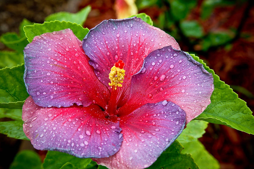 Night Fire Hibiscus, pink petals, purple petals, SD Desktop Wallpaper