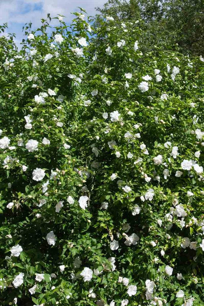 white chiffon hibiscus, white flowers, lush green bush, SD Phone Wallpaper