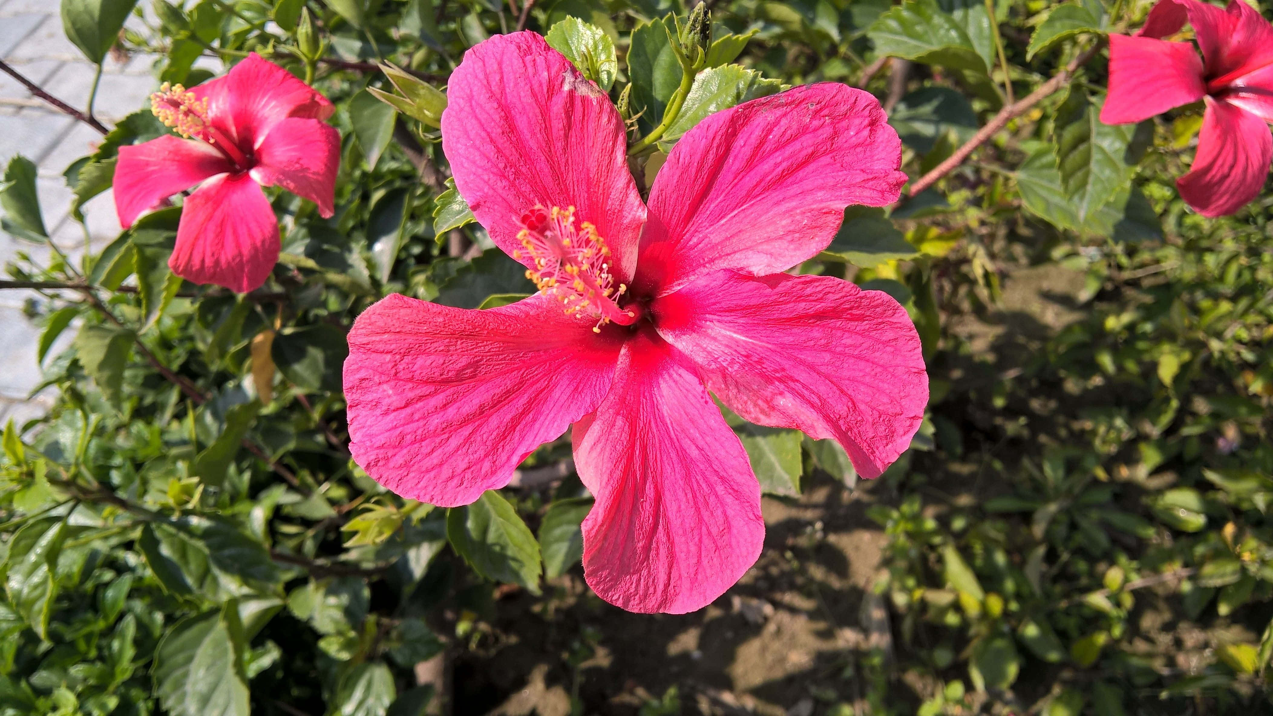 Hibiscus, pink, yellow stamens, 4K Desktop Wallpaper