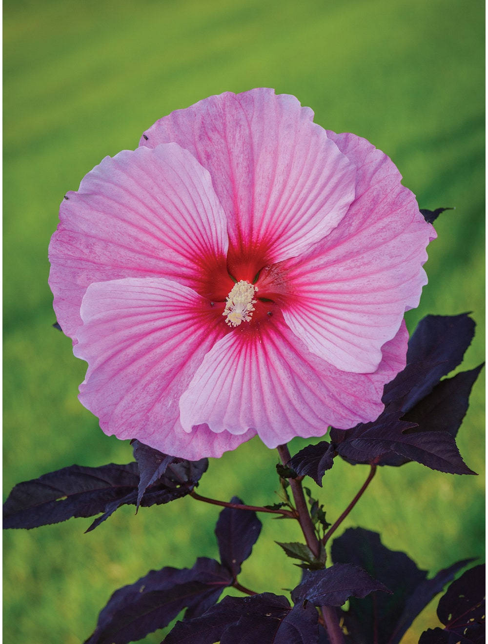 Starry Night Hibiscus, vibrant pink hibiscus, deep red center, HD Phone Wallpaper