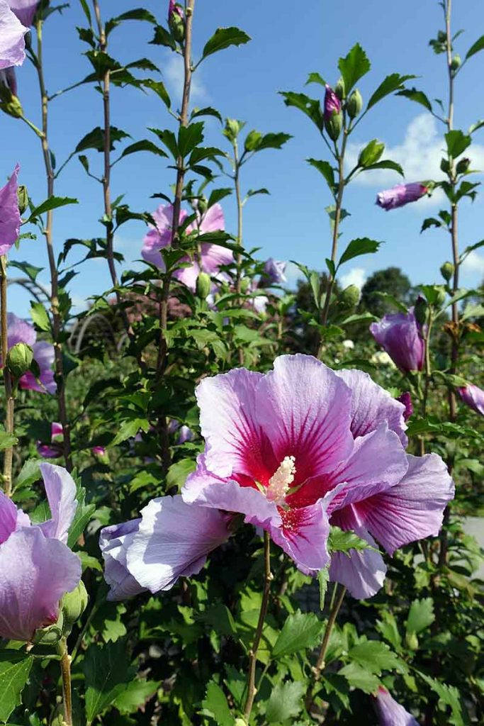 purple pillar hibiscus, vibrant pink hibiscus blooms, deep red centers, SD Phone Wallpaper