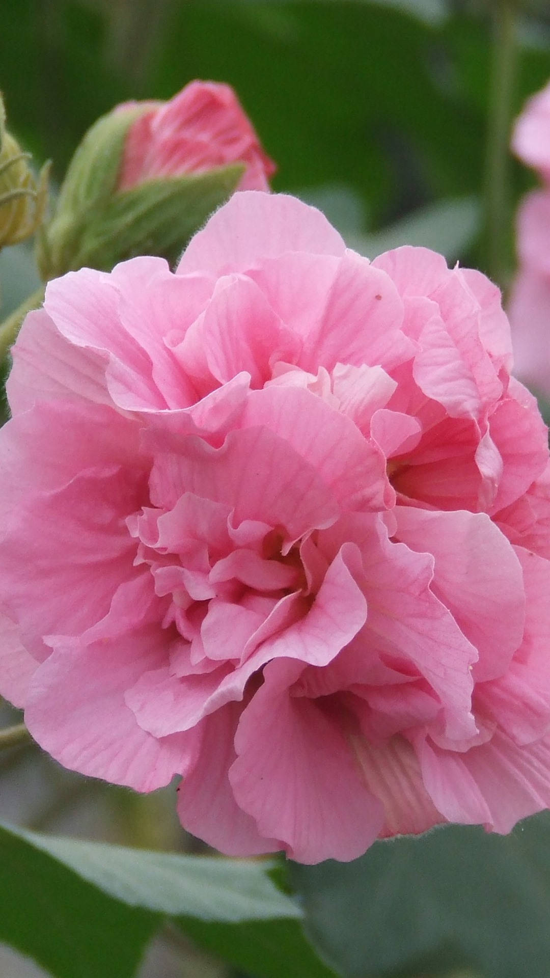 pink chiffon hibiscus, soft pink hibiscus flower, ruffled petals, Full HD Phone Wallpaper
