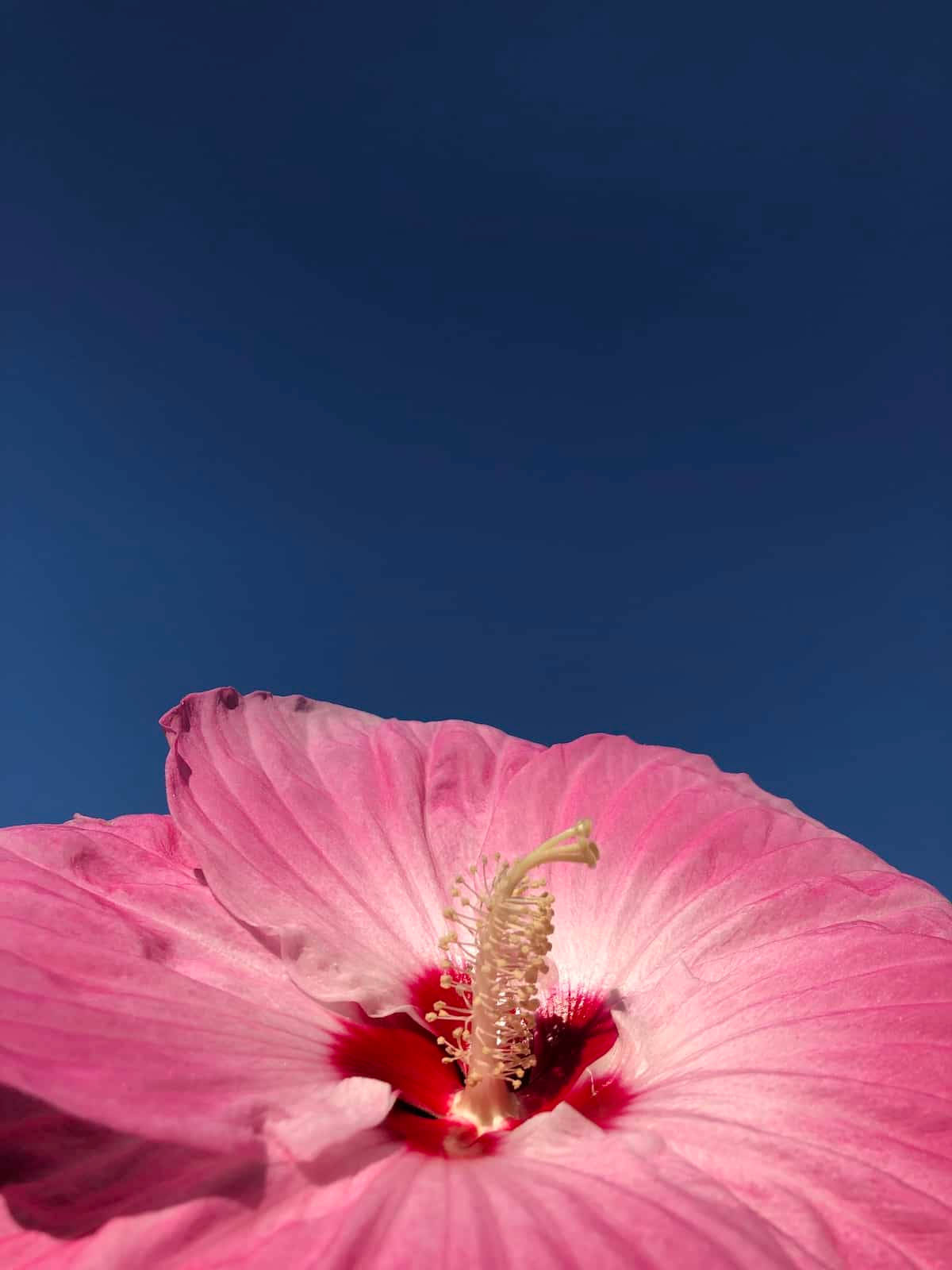 dinner plate hibiscus, vibrant pink hibiscus flower, deep blue sky, HD Phone Wallpaper