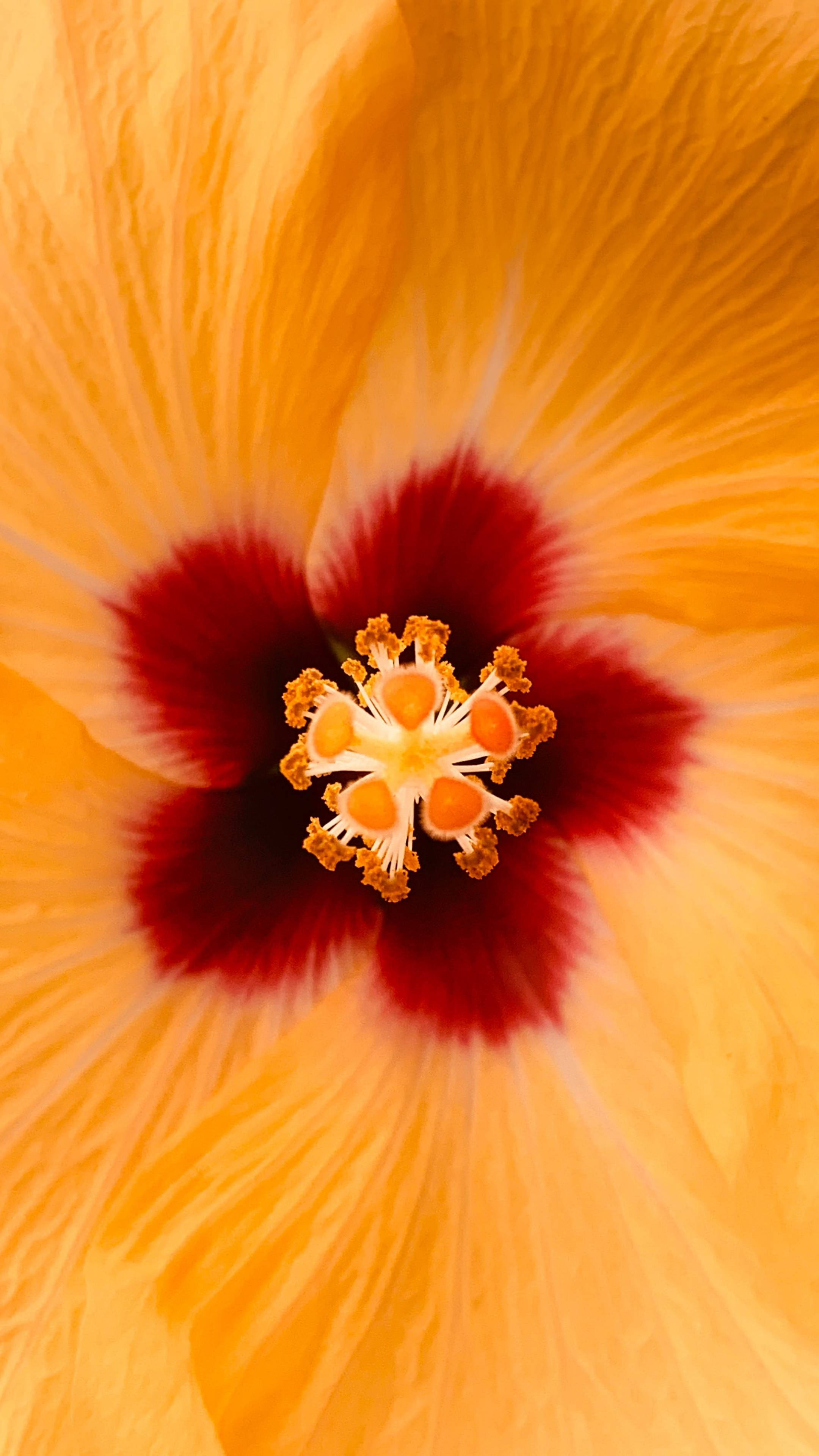 golden hibiscus stigma, fiery orange petals, deep red center, 4K Phone Wallpaper