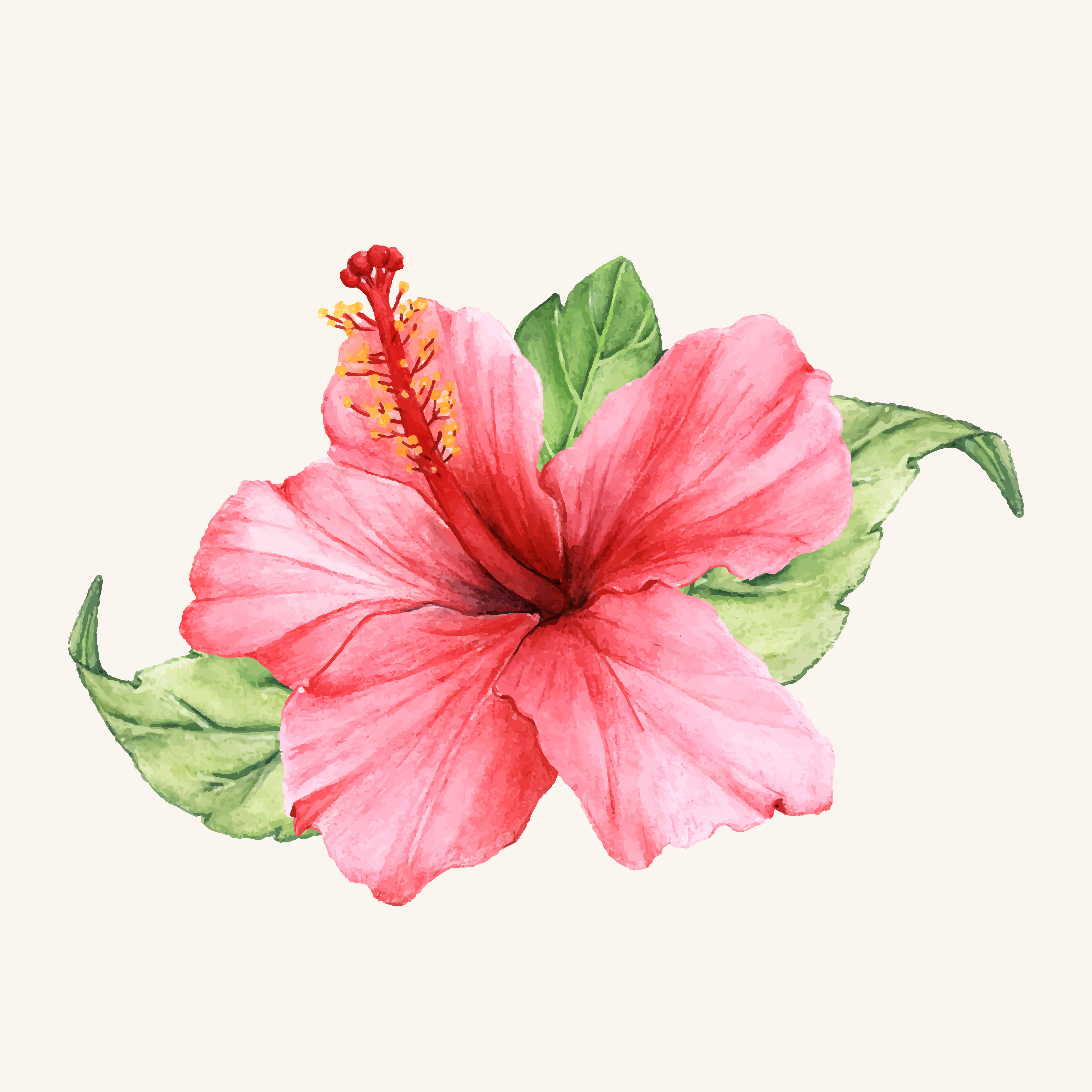 Hibiscus, watercolor, pink petals, 4K Desktop Wallpaper