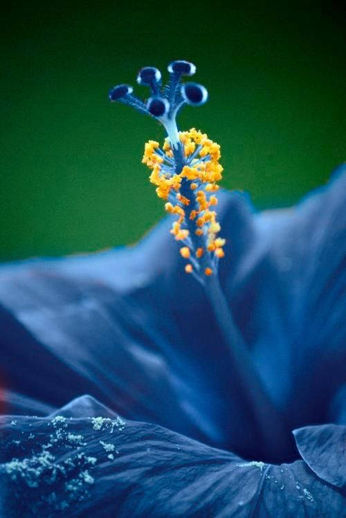 blue hibiscus flower, stamen, bright yellow pollen, SD Phone Wallpaper