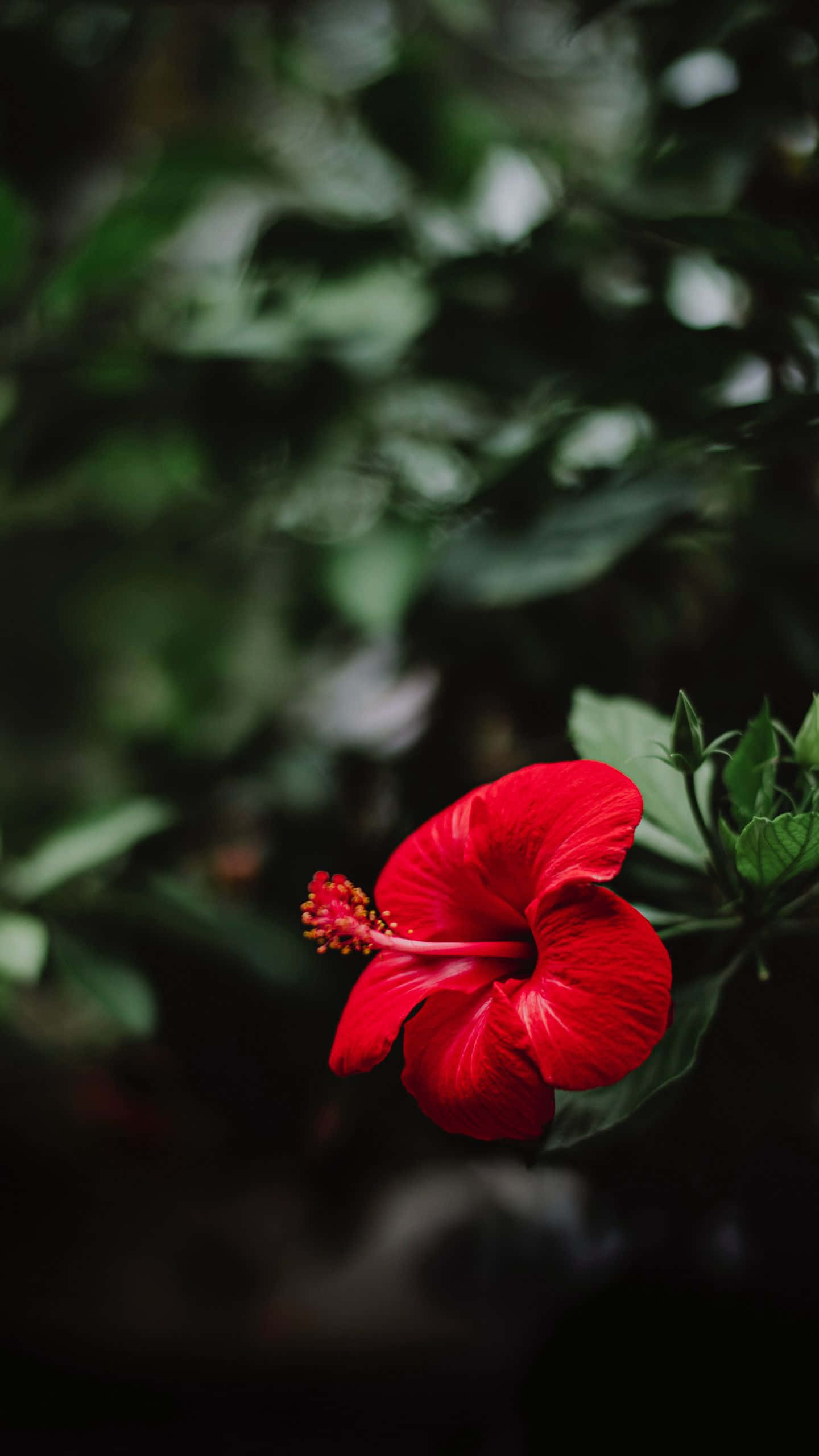 red hibiscus, full bloom, dark green foliage, 2K Phone Wallpaper