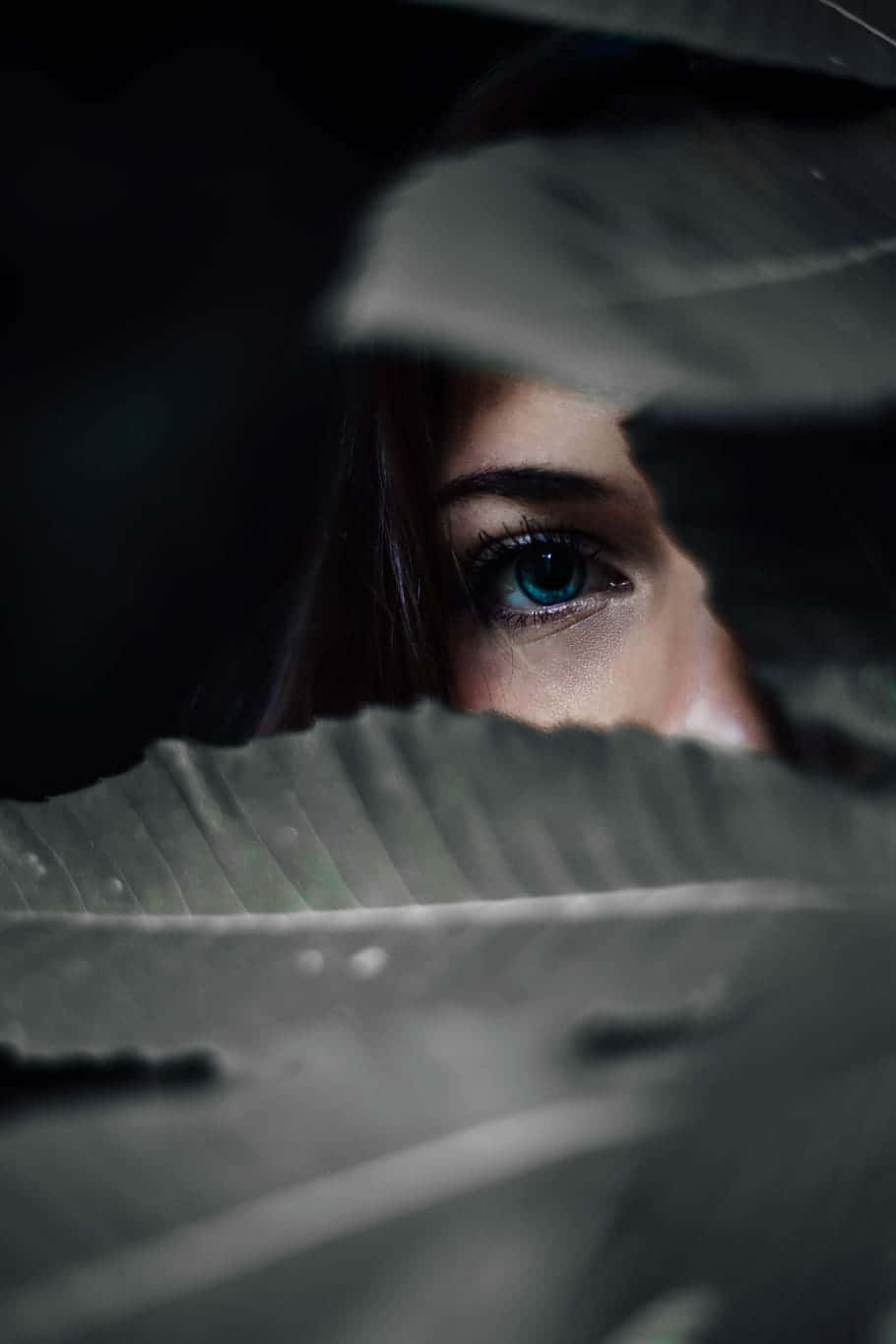Hidden Woman, vivid blue eye, dark green leaves, HD Phone Wallpaper