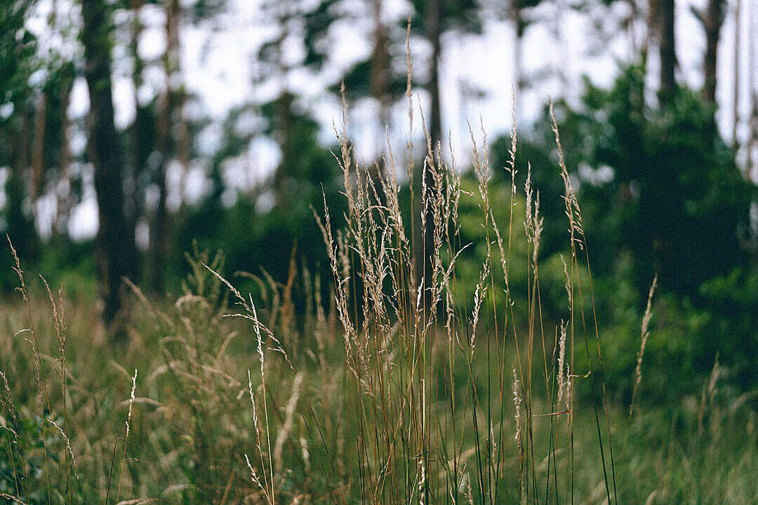 grass field, golden grasses, blurred forest, SD Desktop Wallpaper