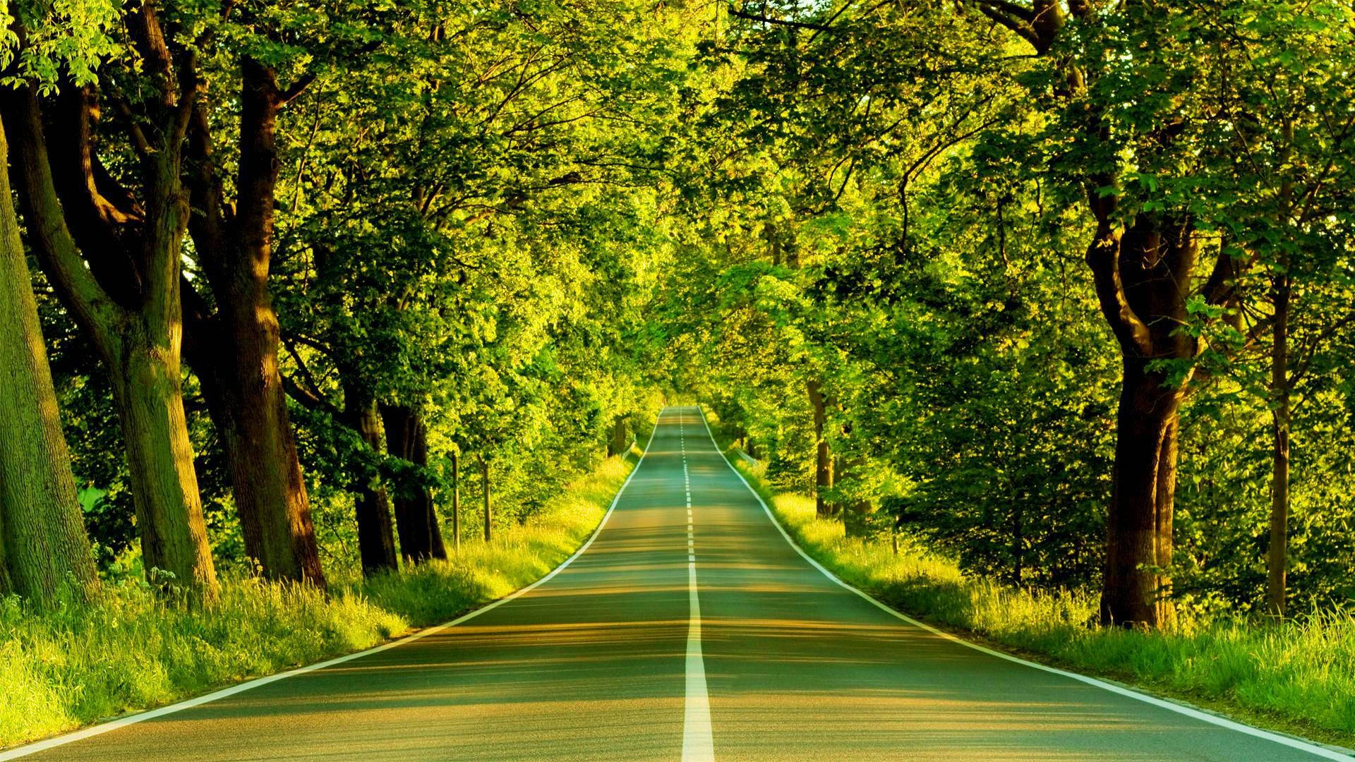 green nature road, sunlit asphalt road, dense canopy of vibrant green trees, Full HD Desktop Wallpaper