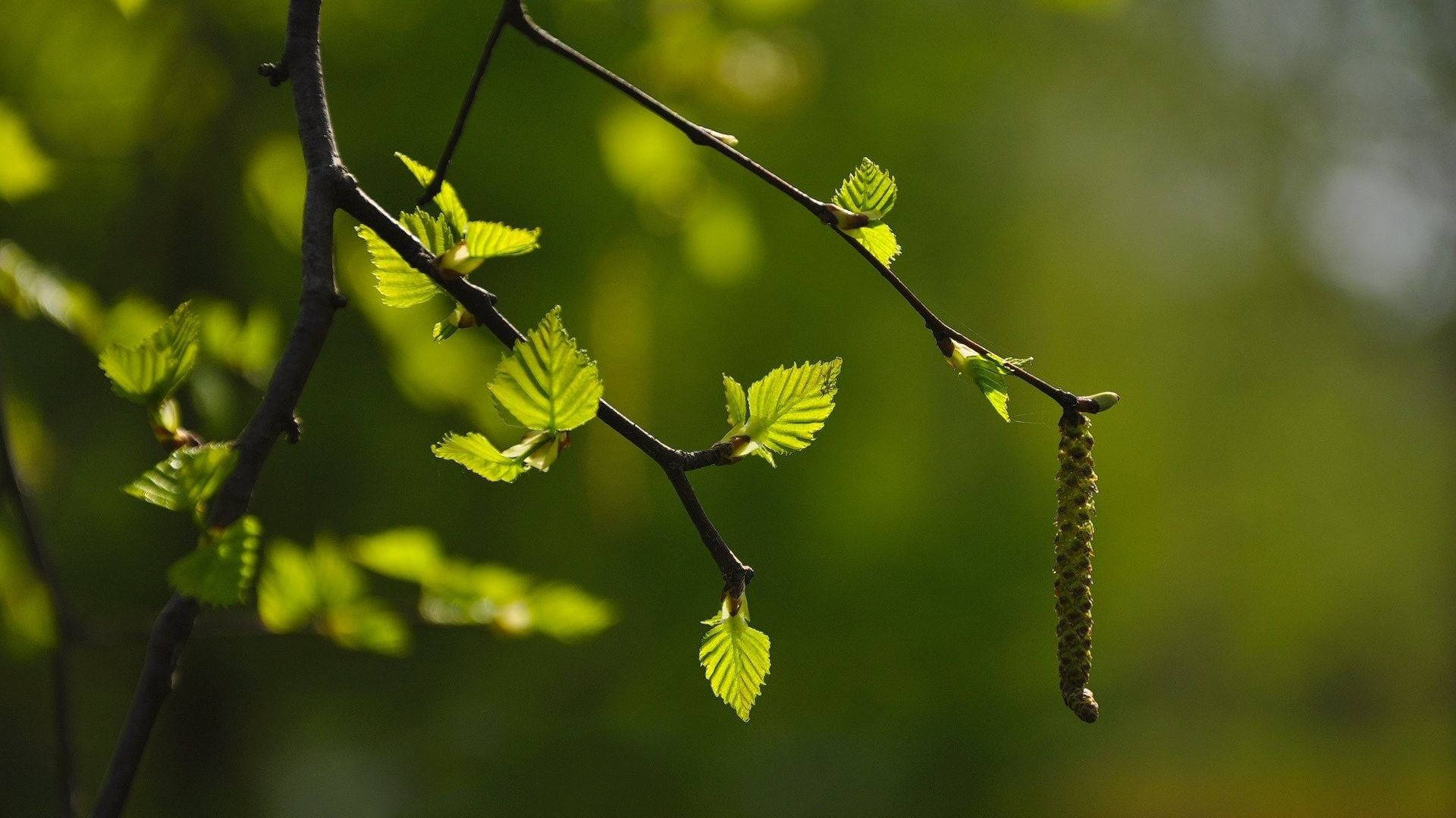fresh green leaves, catkins, dark branch, Full HD Desktop Wallpaper