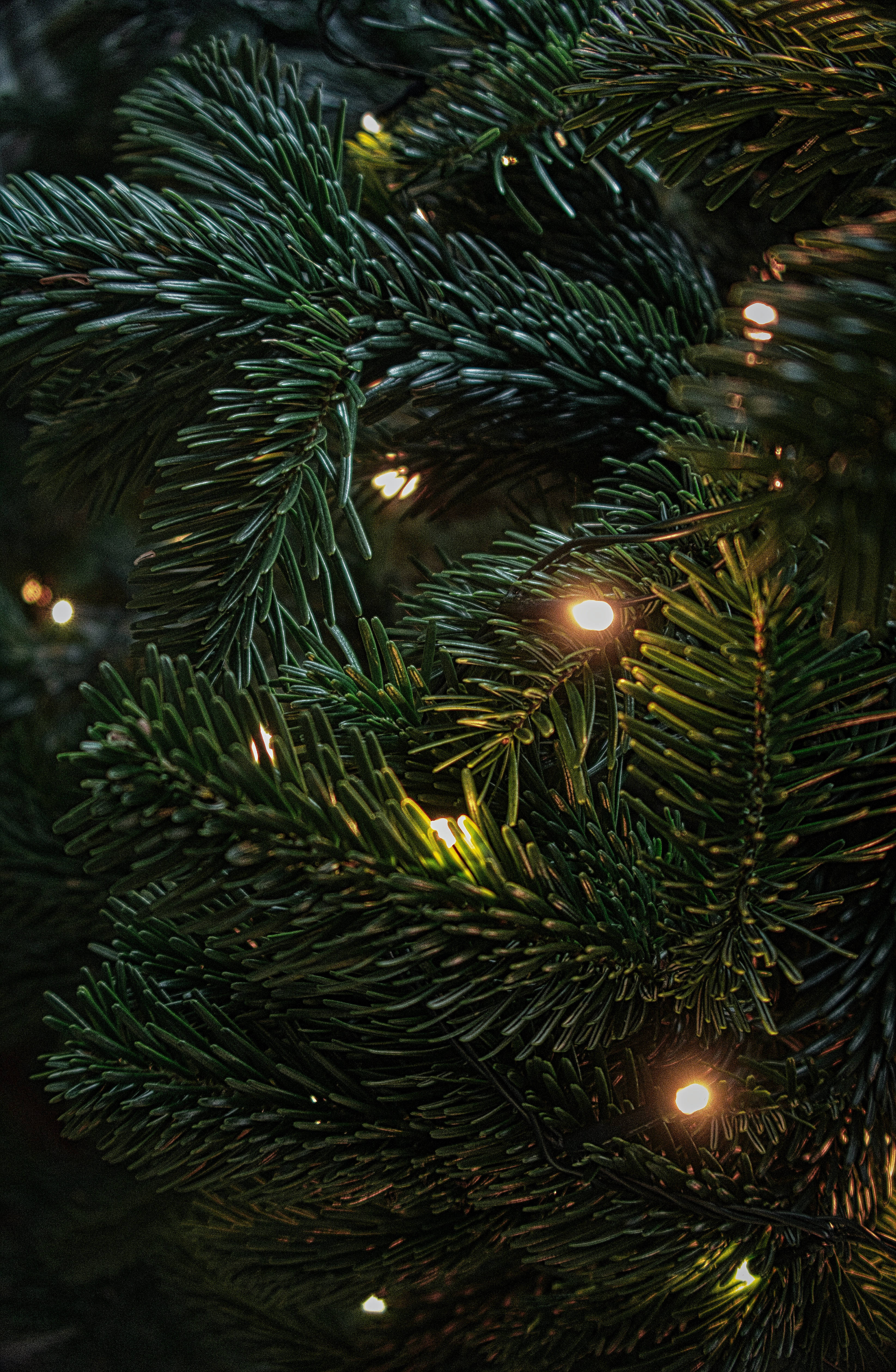 evergreen branches, warm glowing fairy lights, dark background, 4K Phone Wallpaper