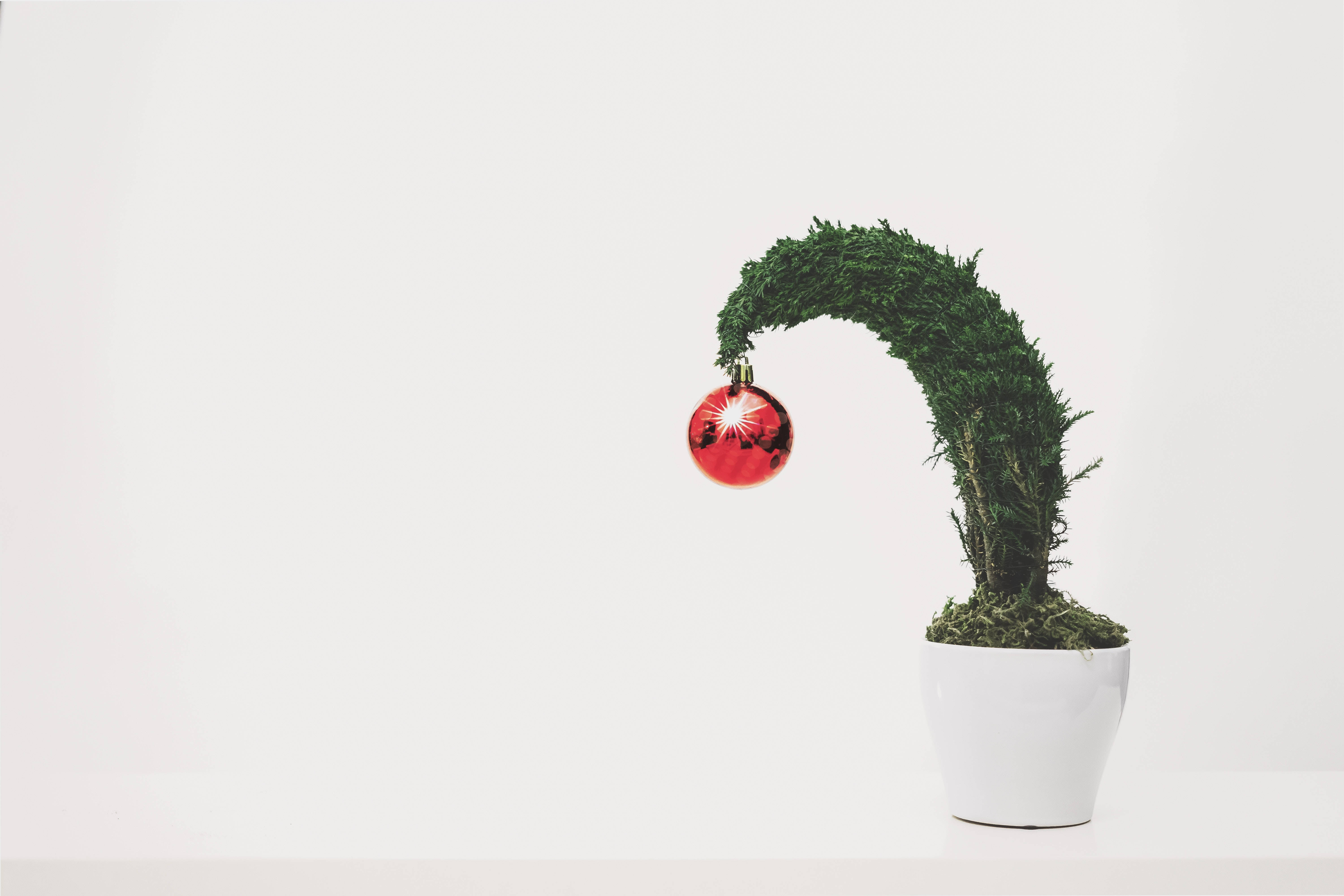 High Resolution Christmas Plant, moss plant, curved green top, 5K Desktop Wallpaper